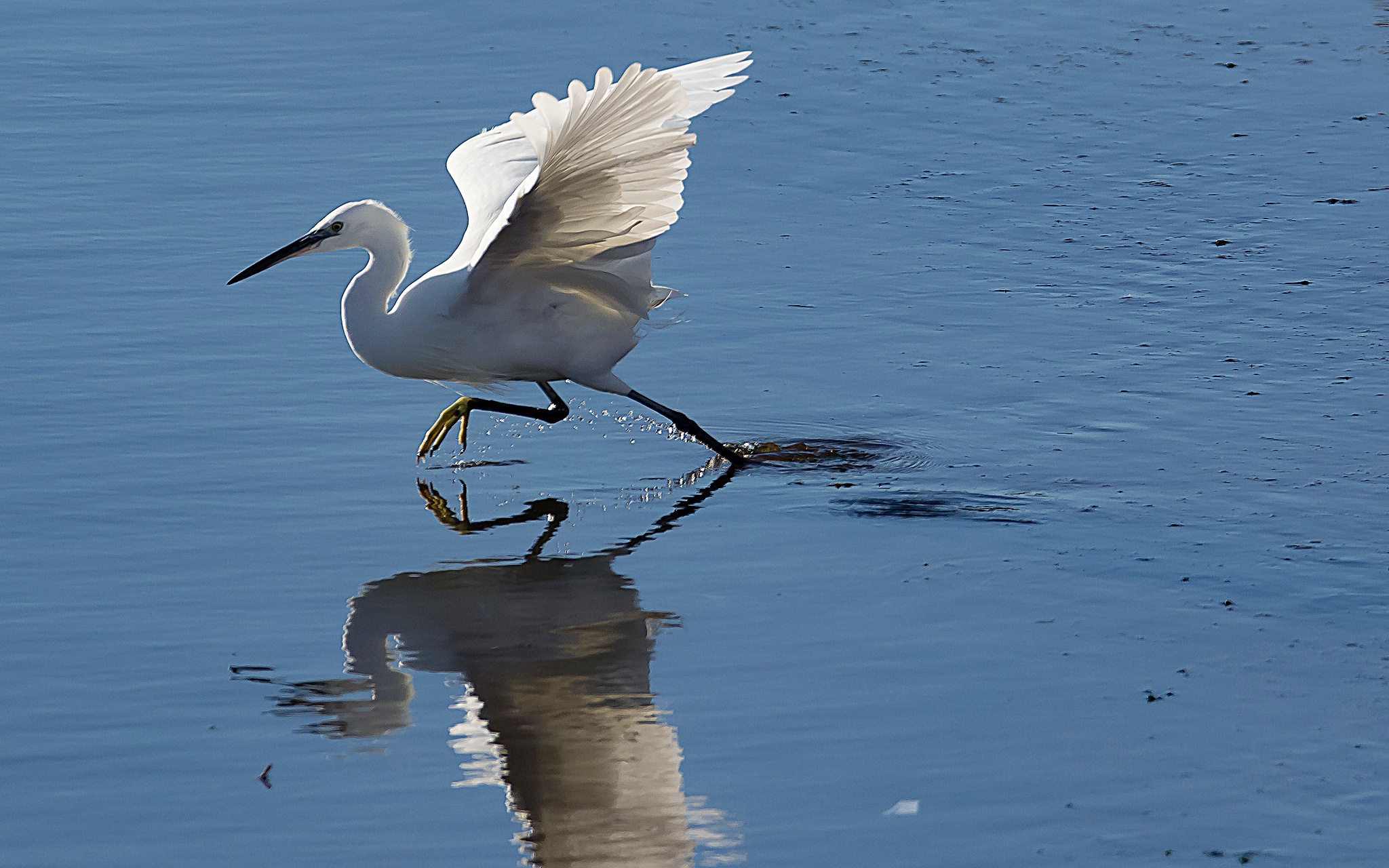 Bird Egret Reflection Water Wildlife 2048x1280