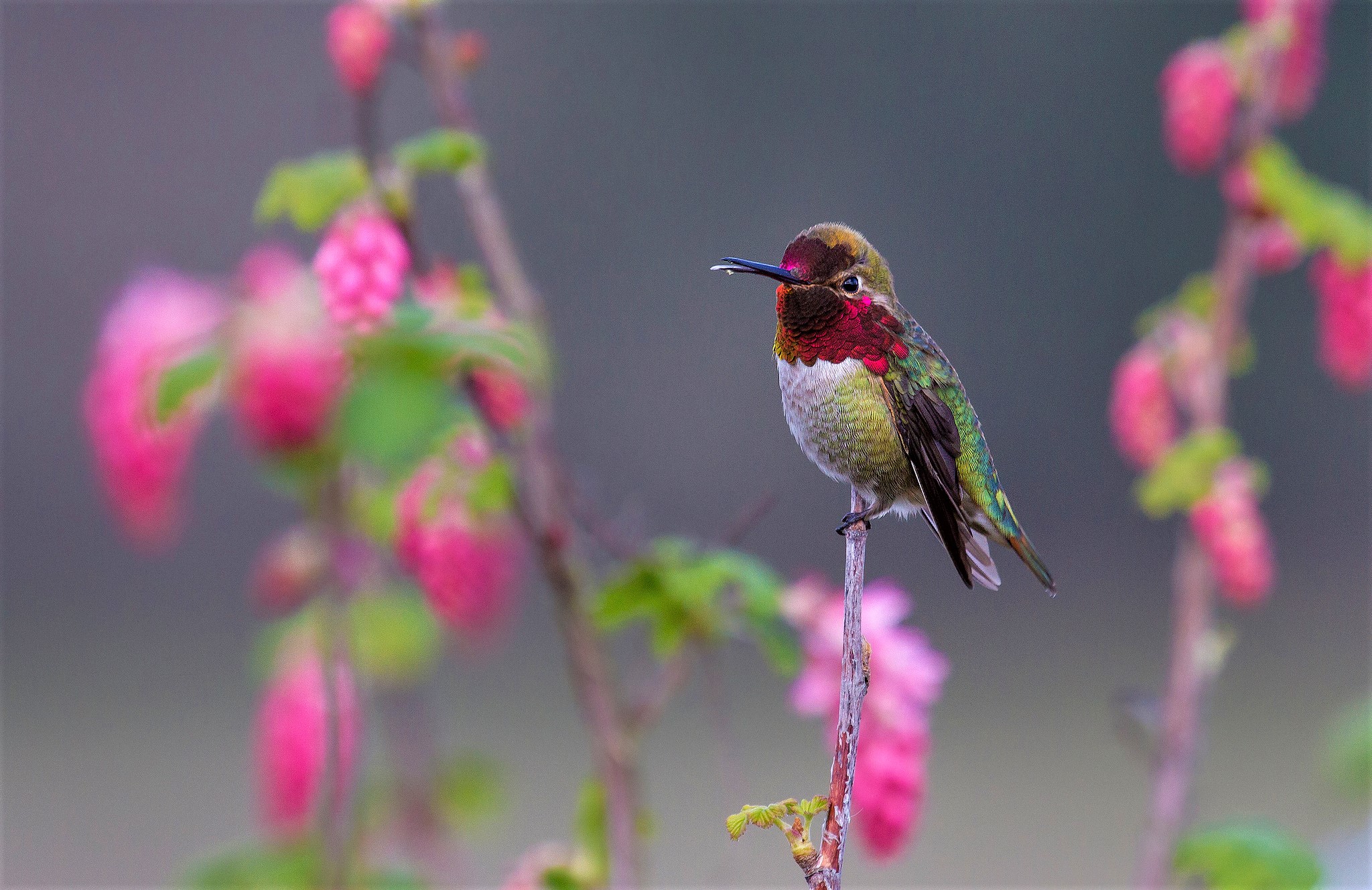 Animal Bird Colorful Colors Flower Hummingbird 2048x1329