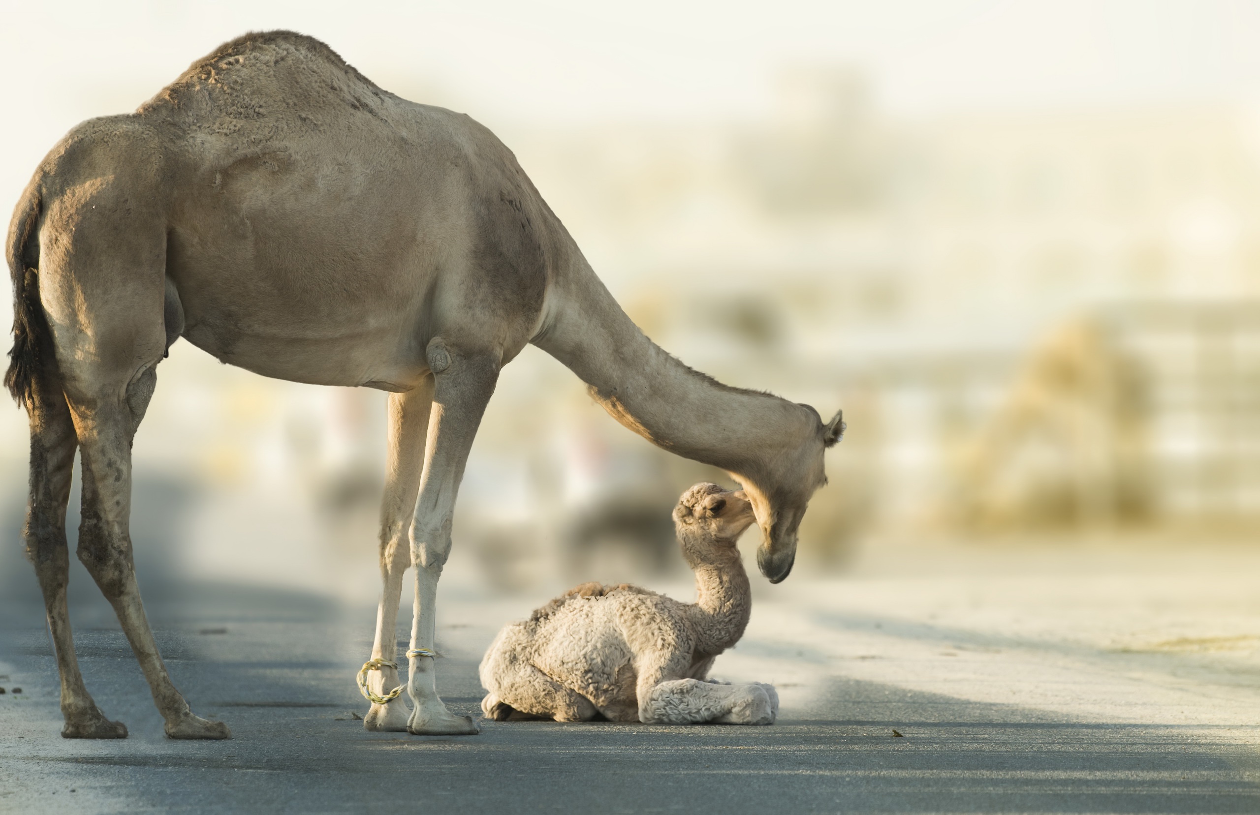 Baby Animal Camel Depth Of Field Wildlife 2560x1657