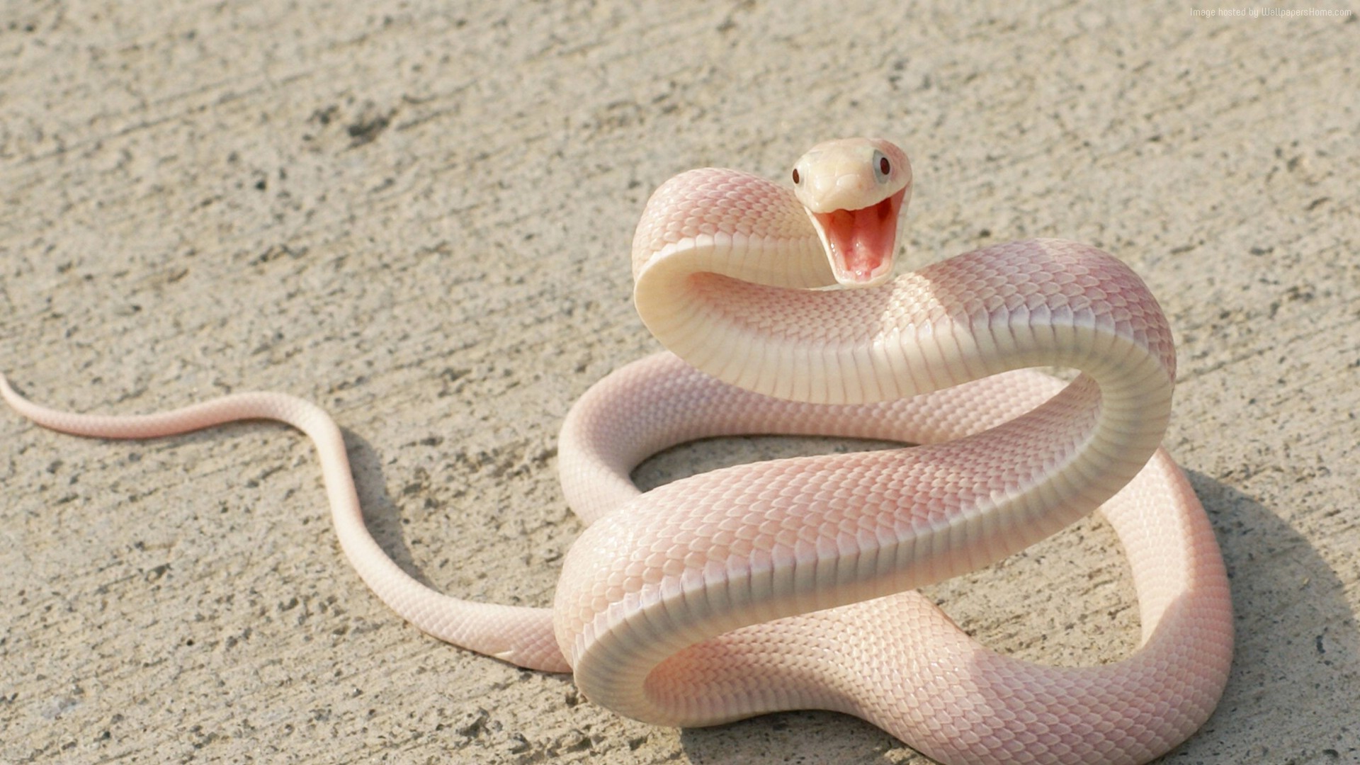 Animal Snake 1920x1080