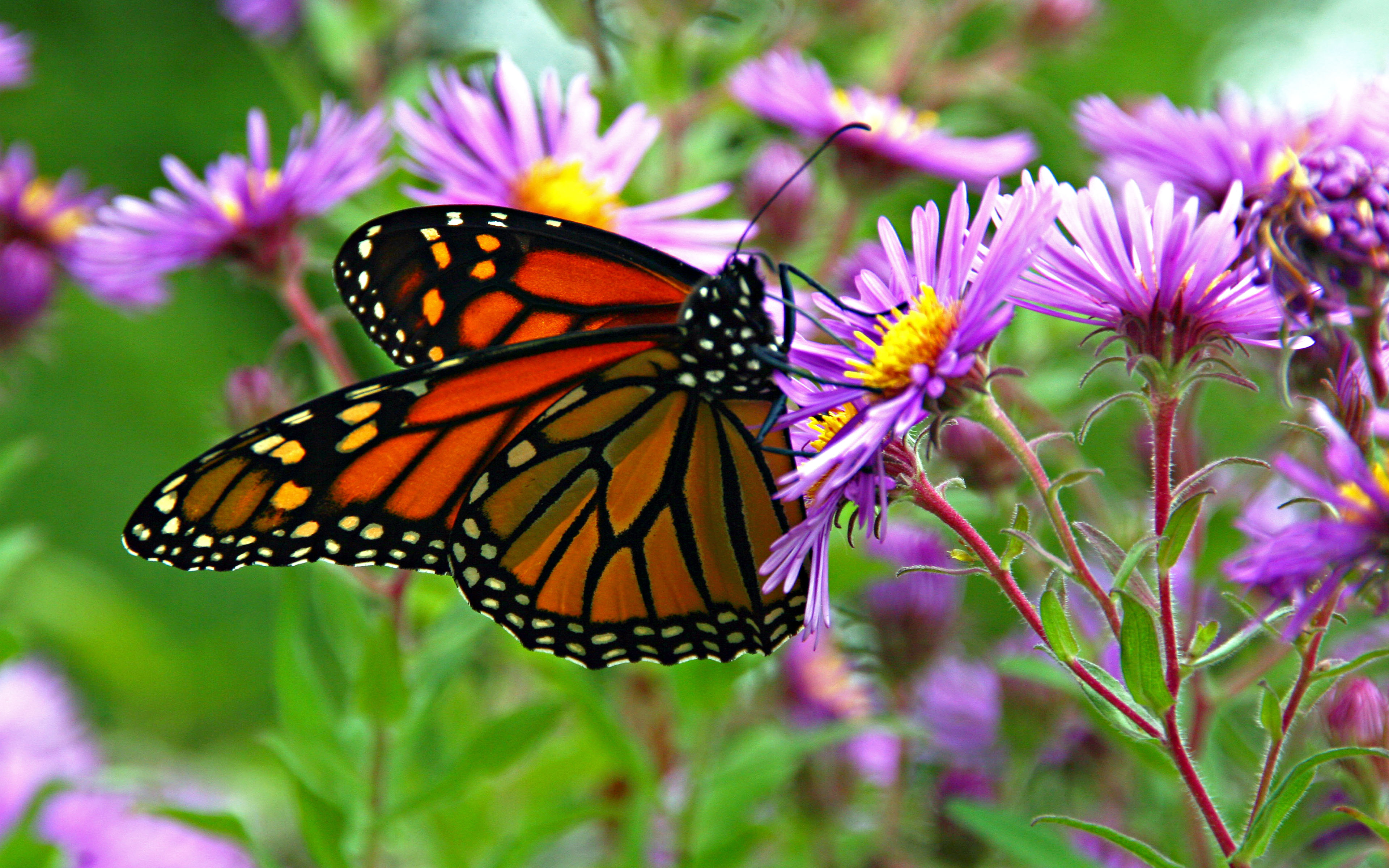 Animal Butterfly Flower Insect Macro Monarch Butterfly Purple Flower 3840x2400