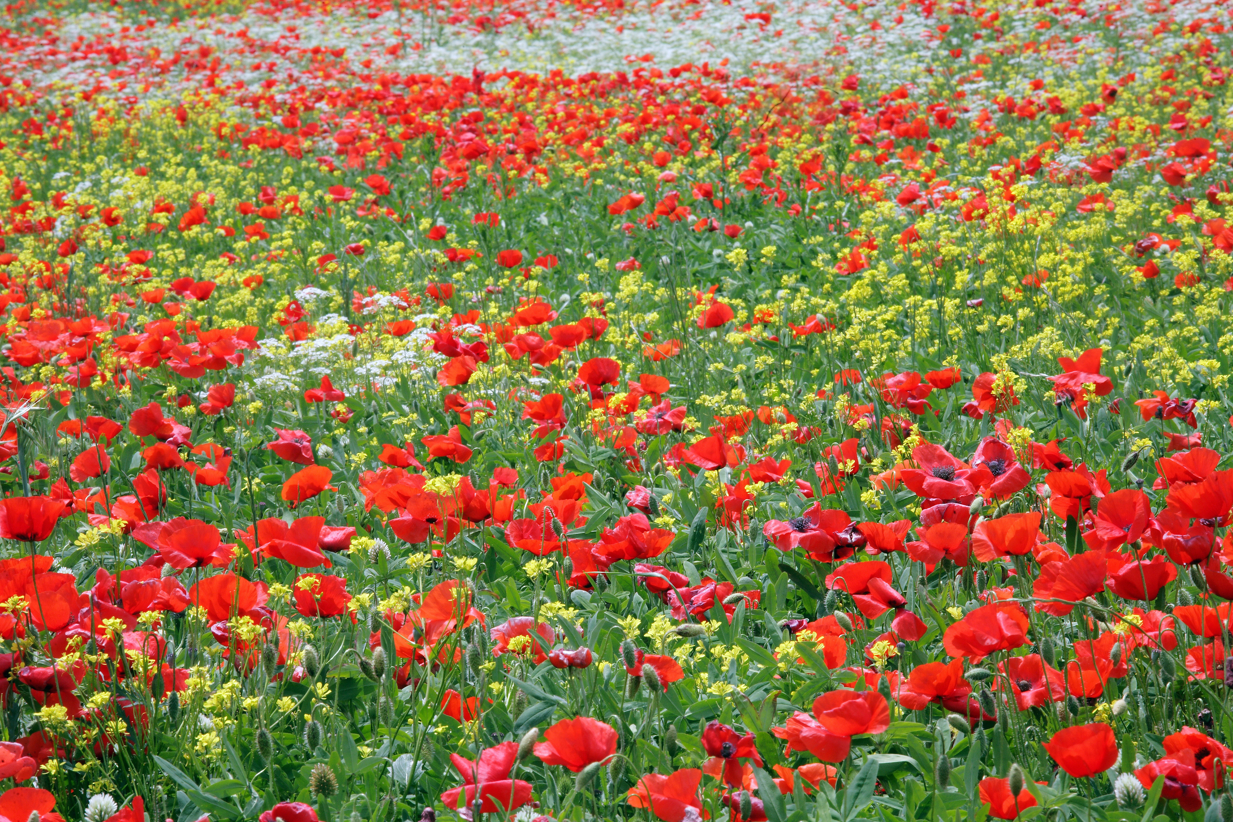 Flower Meadow Nature Poppy Red Flower Summer 4200x2800