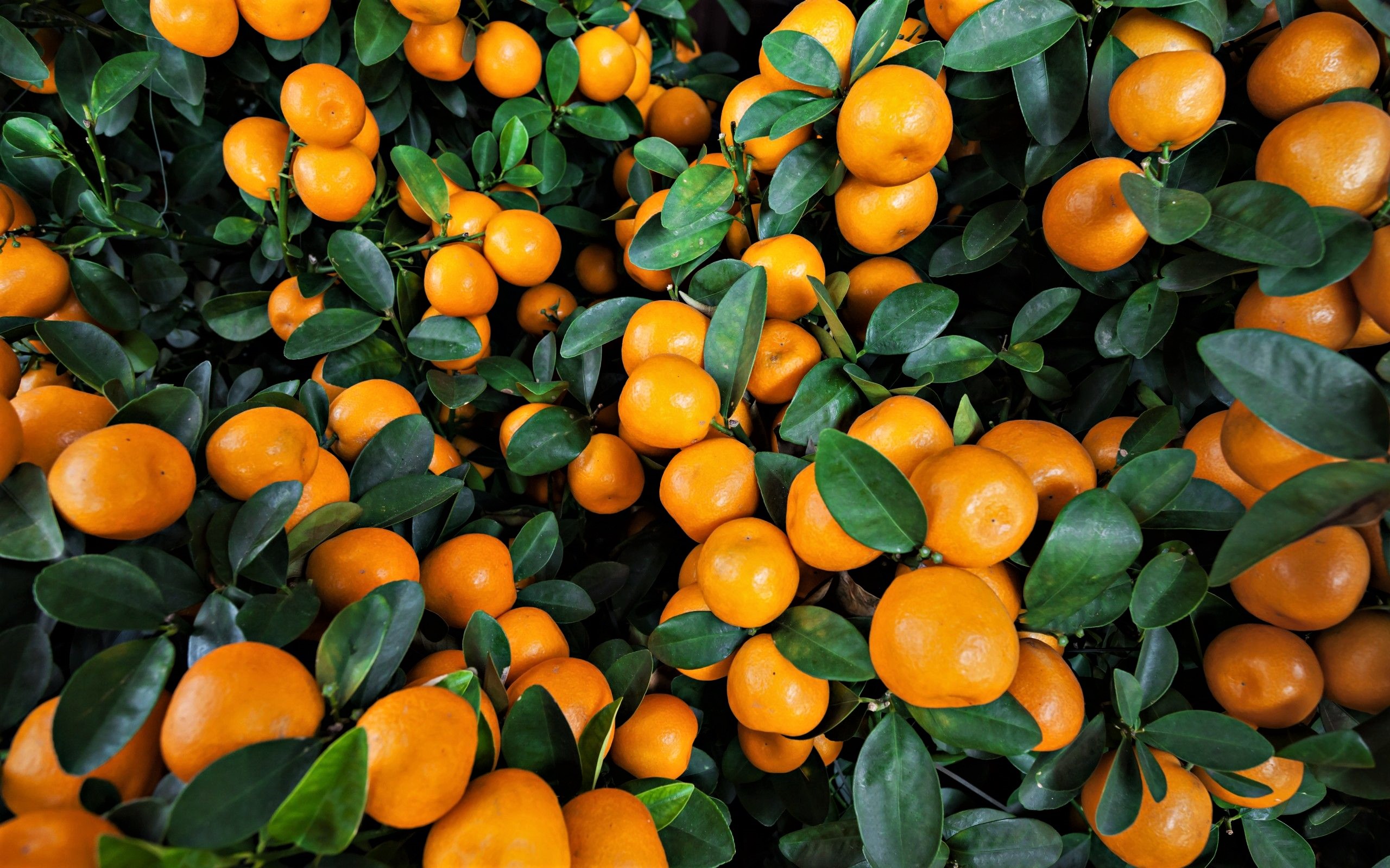 Earth Food Fruit Leaf Orange Fruit 2560x1600