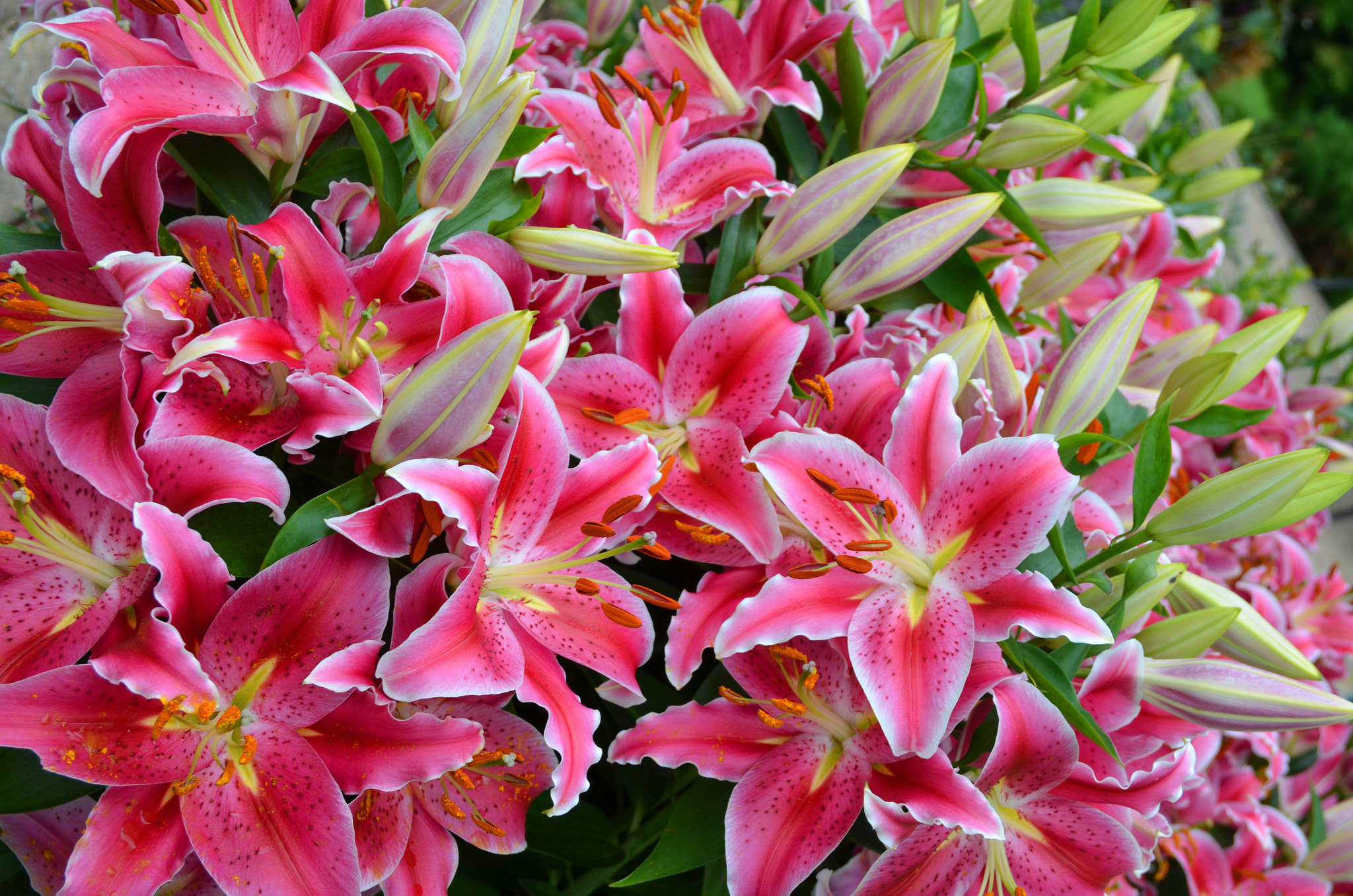 Earth Flower Lily Pink Flower 2048x1356