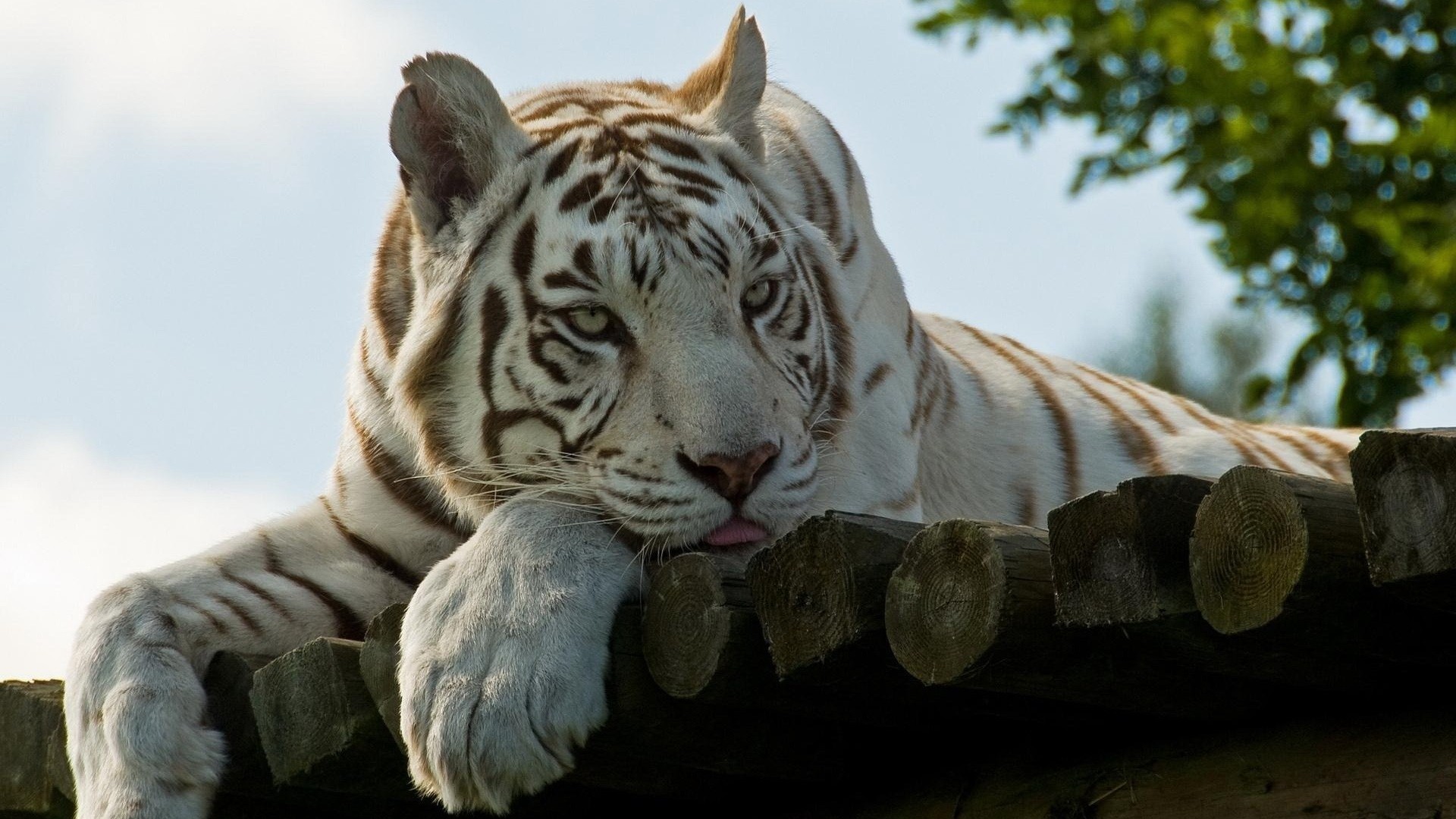 Big Cat Resting White Tiger Predator Animal 1920x1080