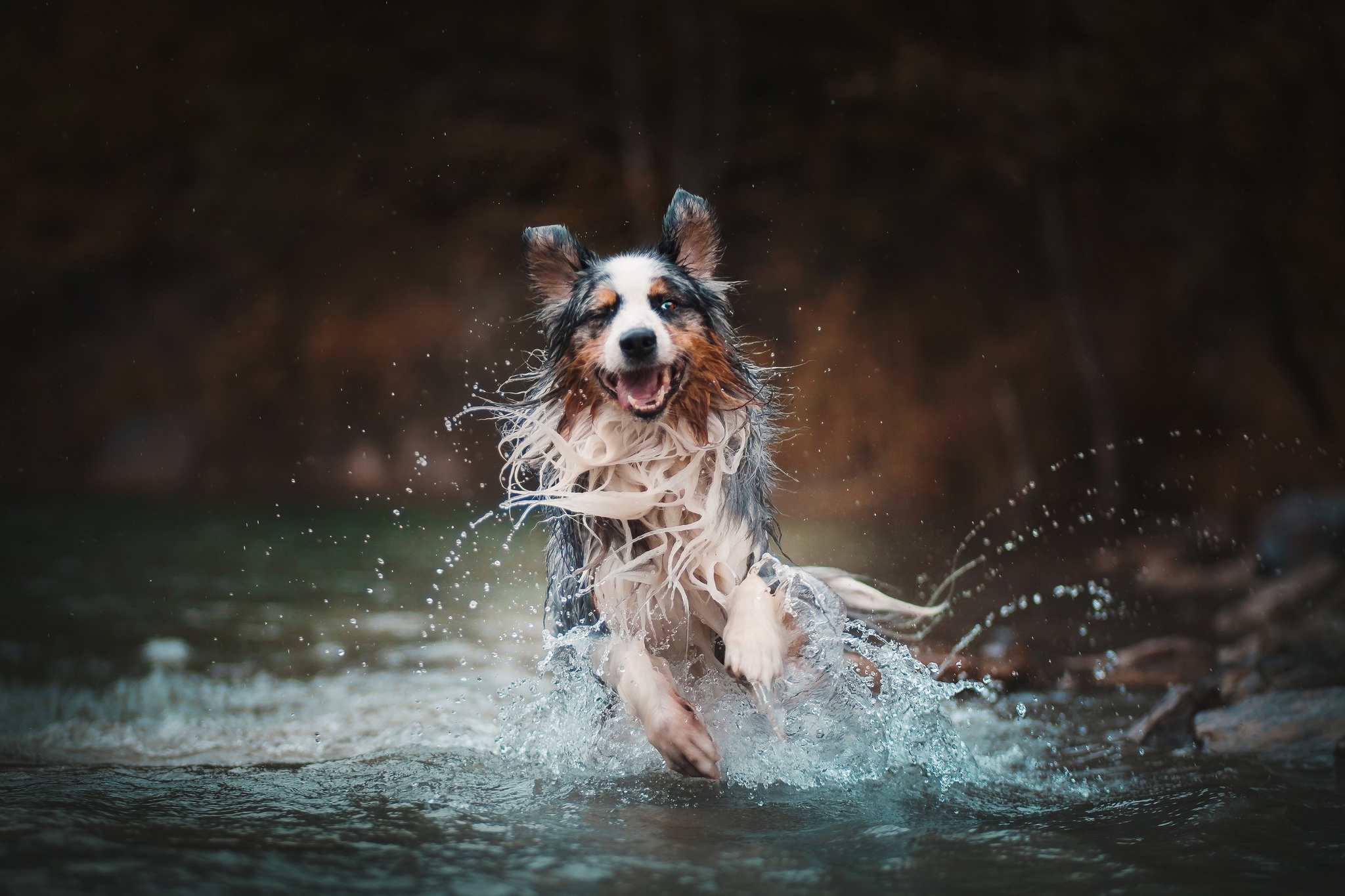 Australian Shepherd Dog Pet Splash 2048x1365