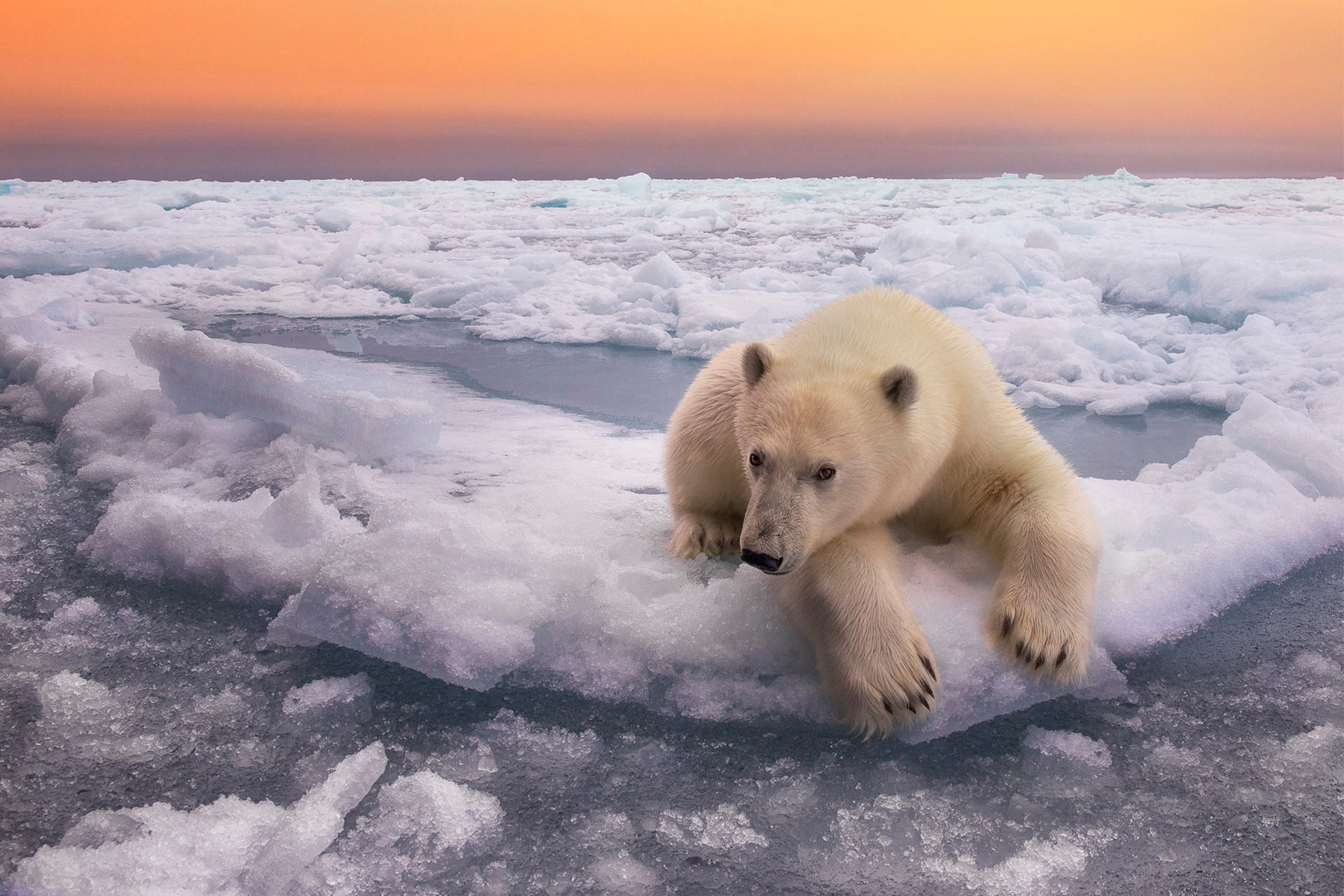Horizon Ice Polar Bear Wildlife Predator Animal 1920x1280