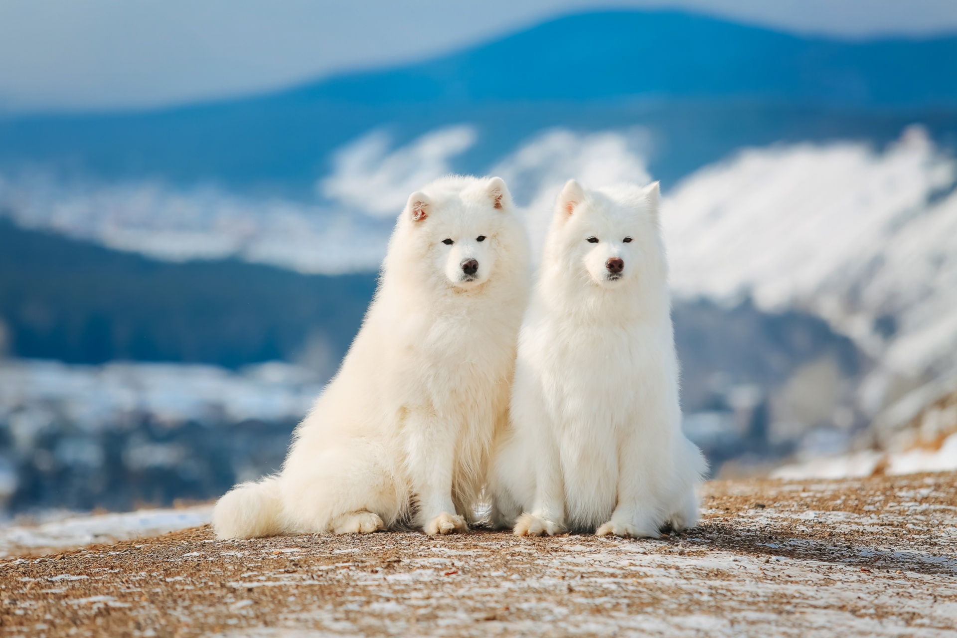 Depth Of Field Dog Pet Samoyed 1920x1280