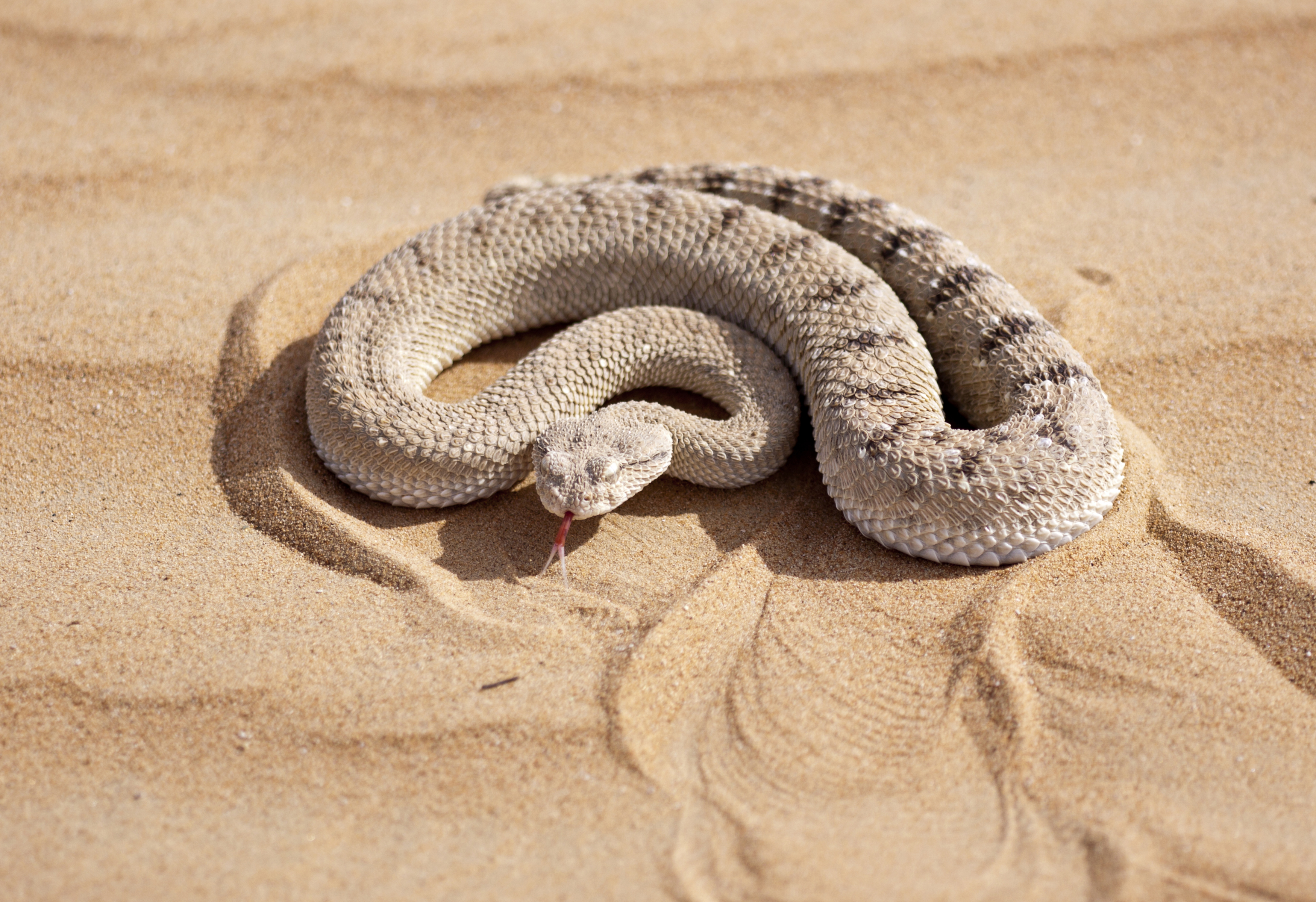 Reptile Sand Snake Wildlife 3500x2400