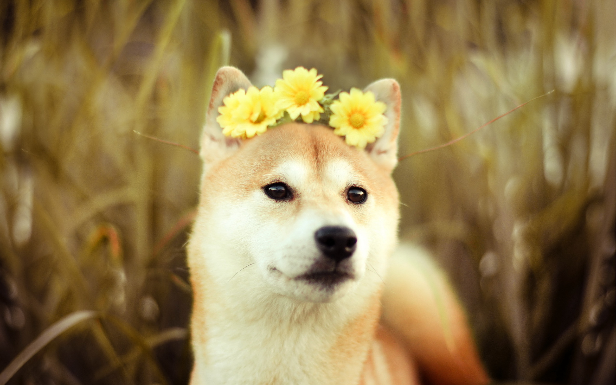 Dog Flower Pet Shiba Inu 2560x1600