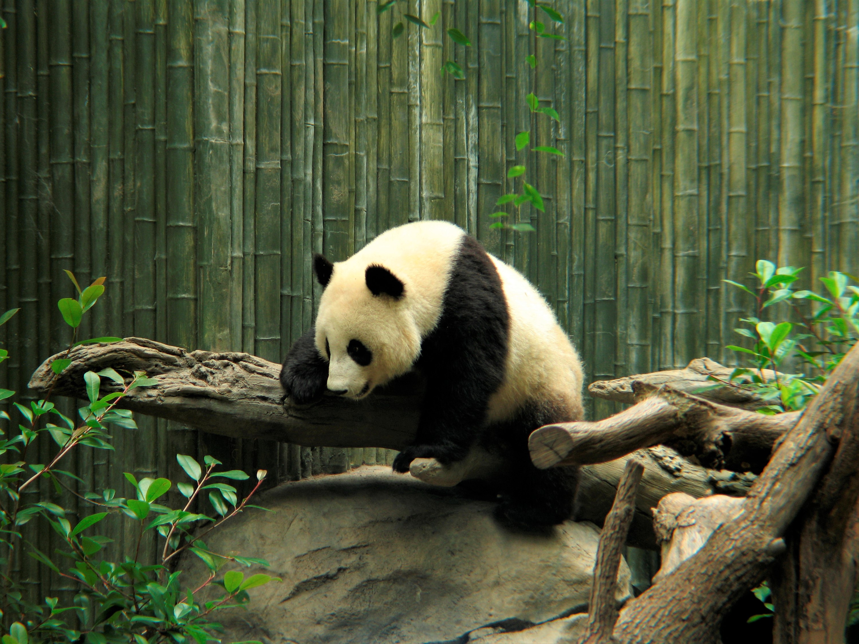 Cute Panda Zoo 3000x2250