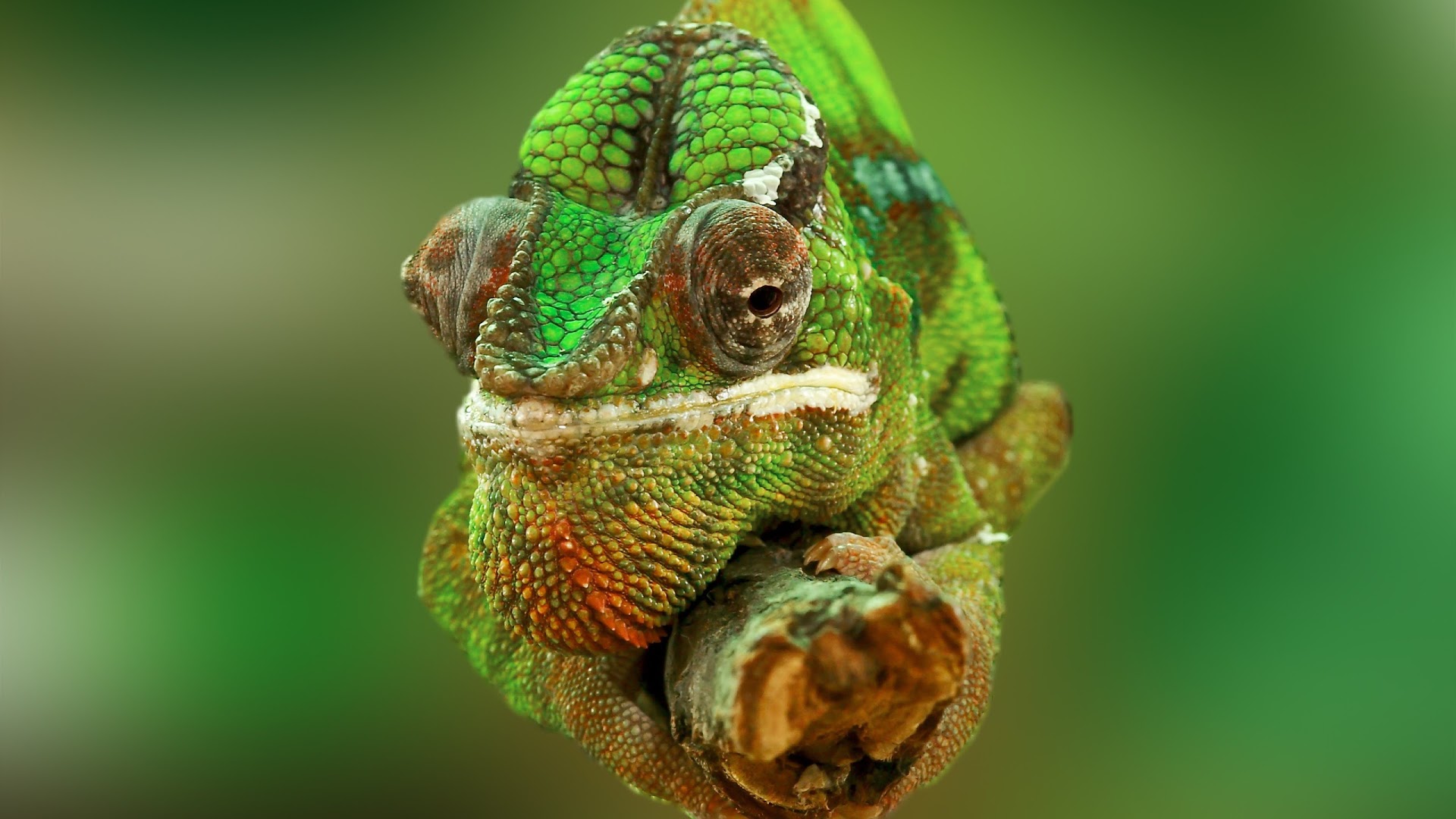 Chameleon Eye Green Lizard 1920x1080