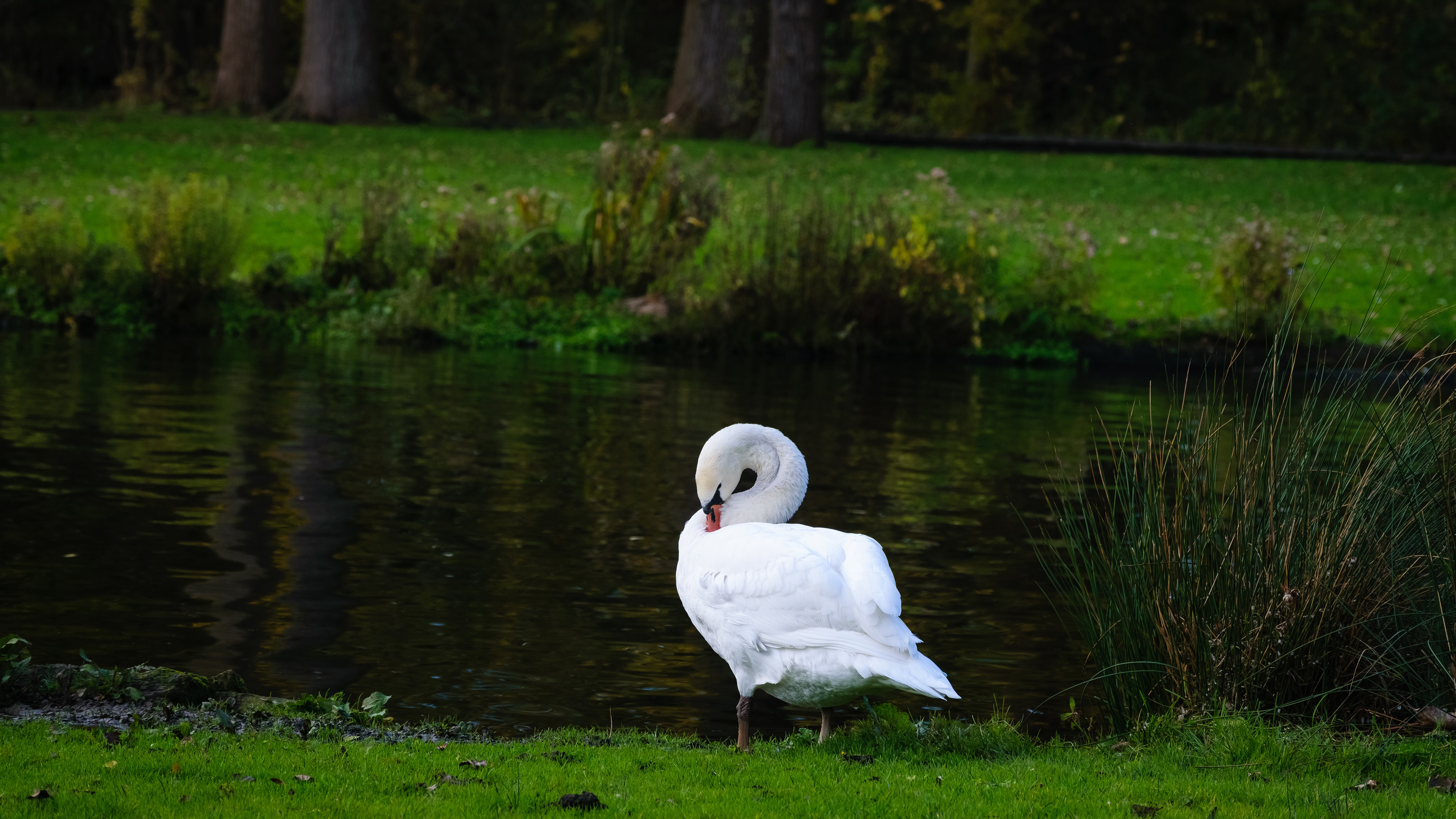 Bird Swan Wildlife 3840x2160