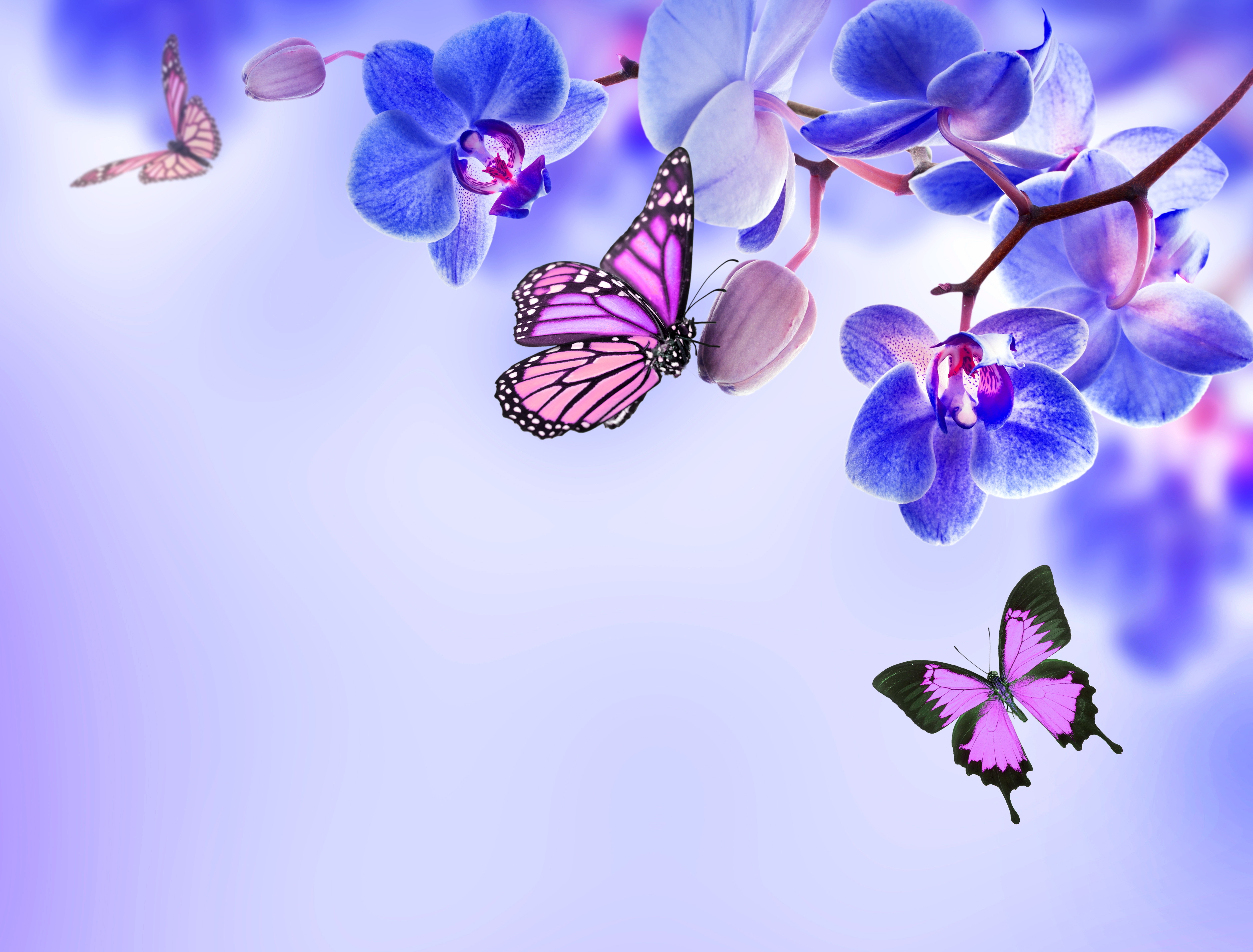 Blue Flower Butterfly Flower Orchid 5000x3800