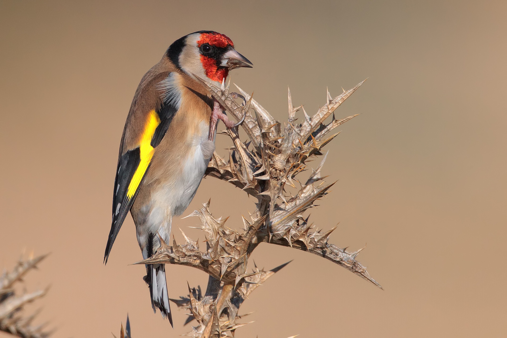 Bird Goldfinch Wildlife 1920x1280