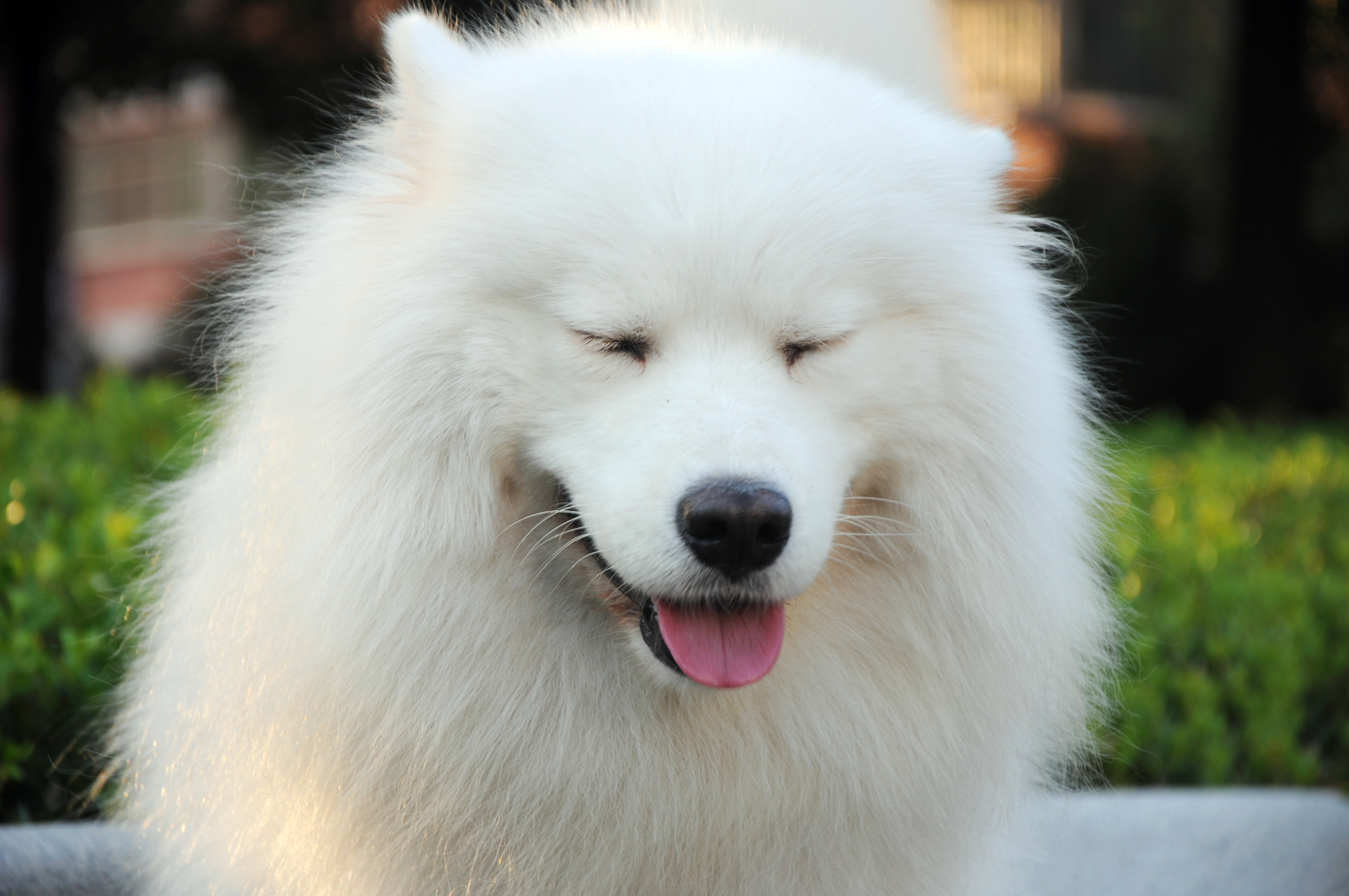 Close Up Dog Pet Samoyed 4288x2848