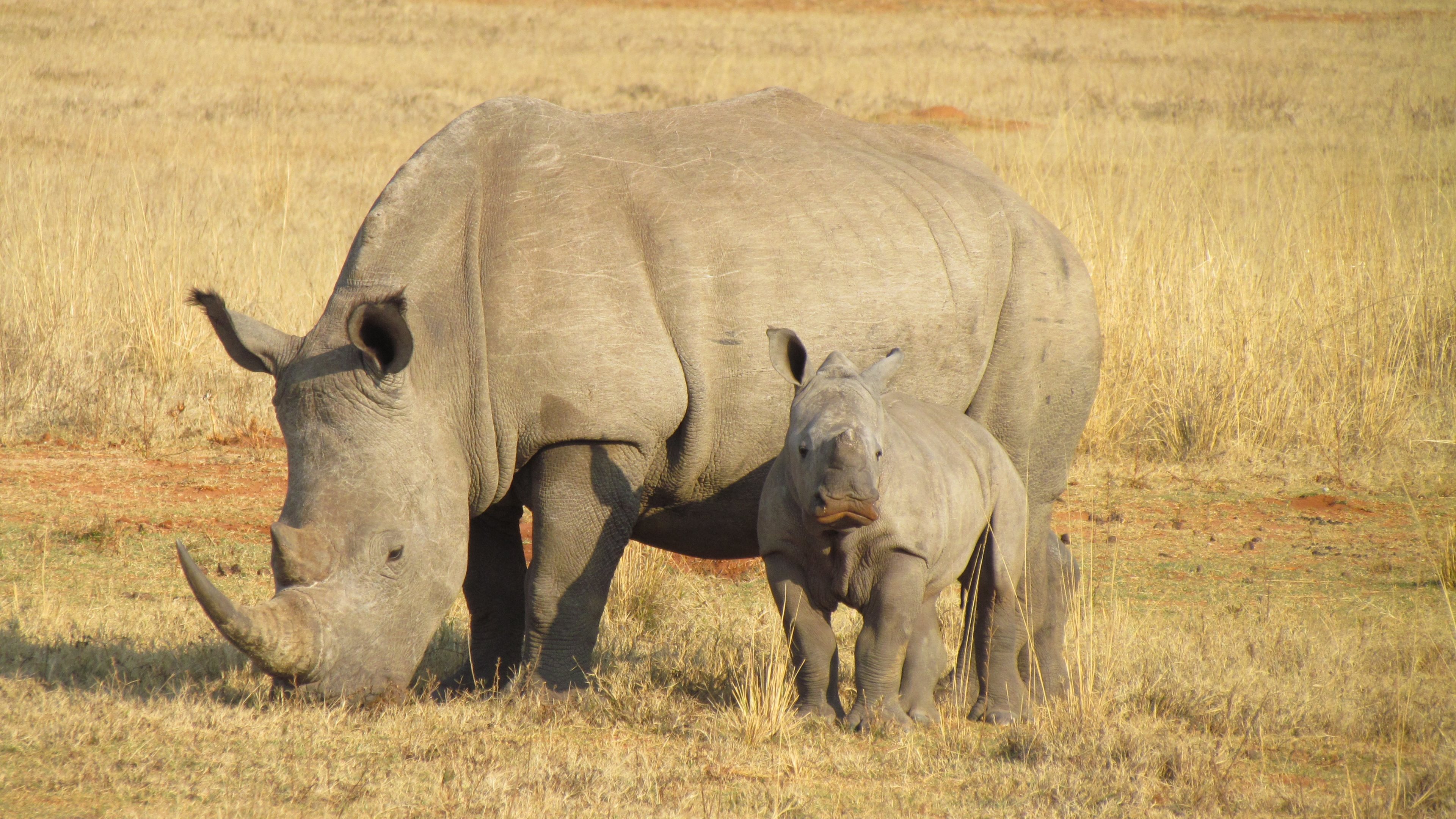 Africa Baby Rhino 3840x2160