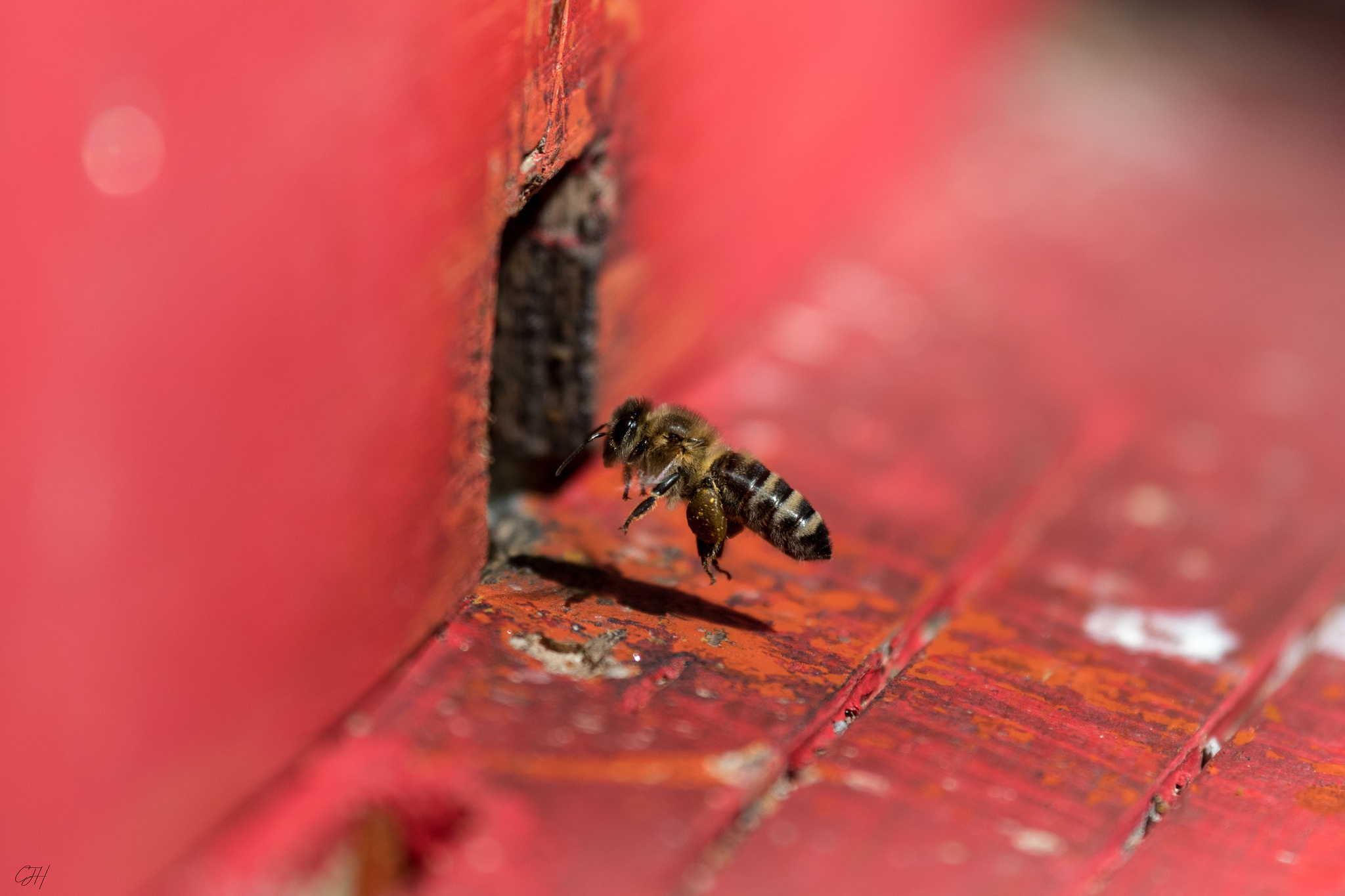 Bee Insect Macro 2048x1365