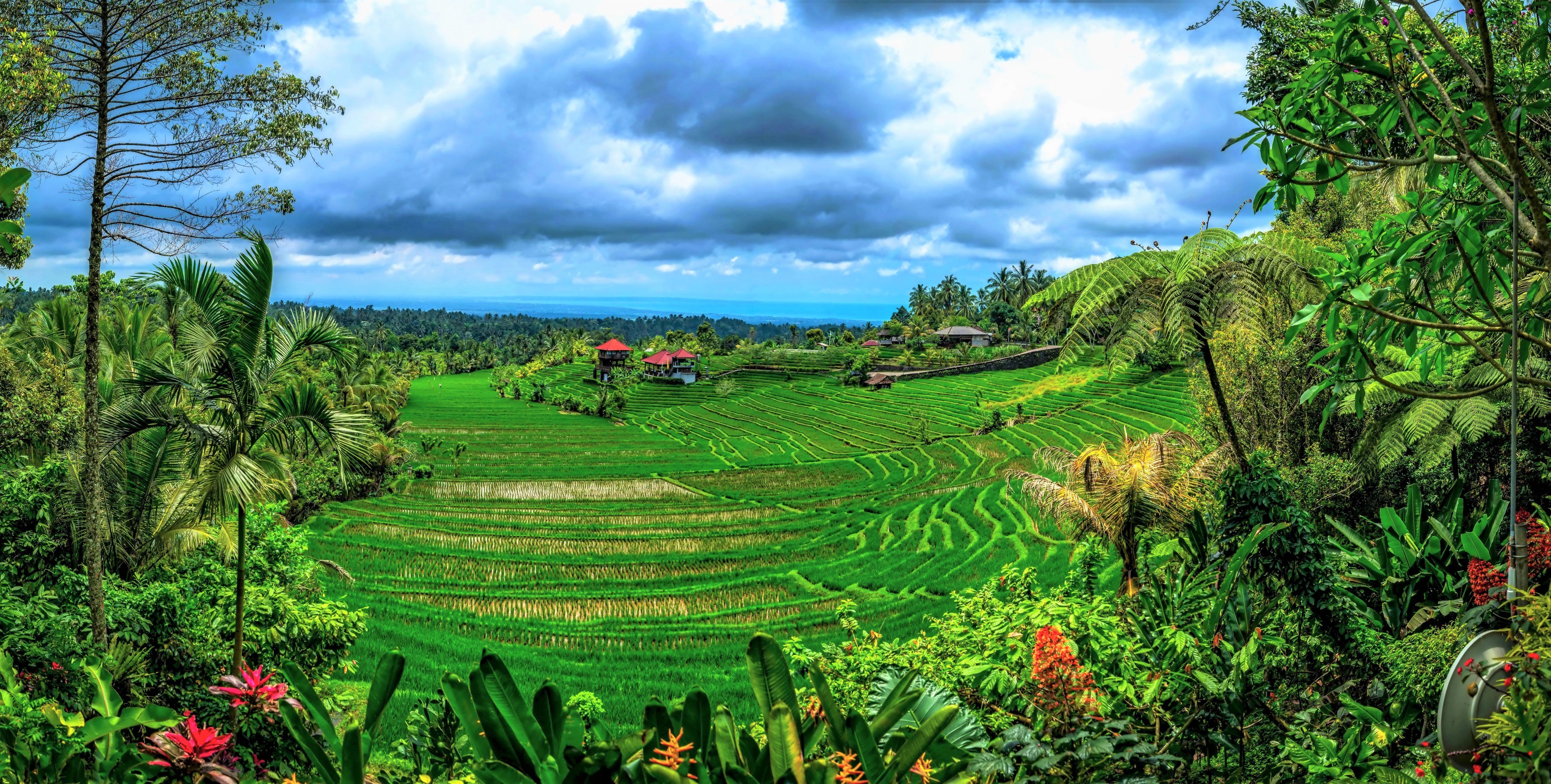 Bali Earth Green Indonesia Landscape Rice Terrace Tree Tropical 4350x2200