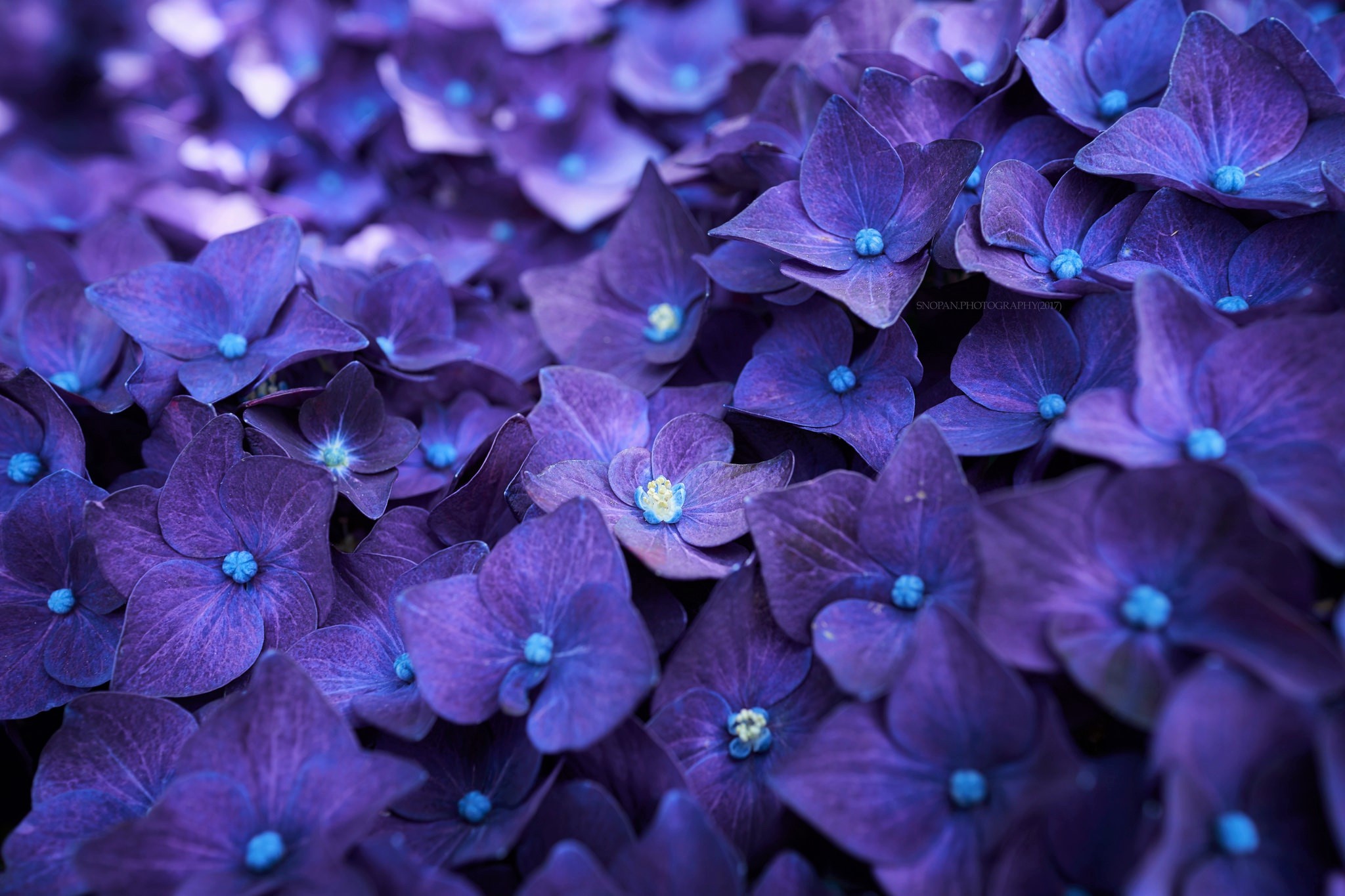 Close Up Earth Flower Hydrangea Purple Flower 2048x1365