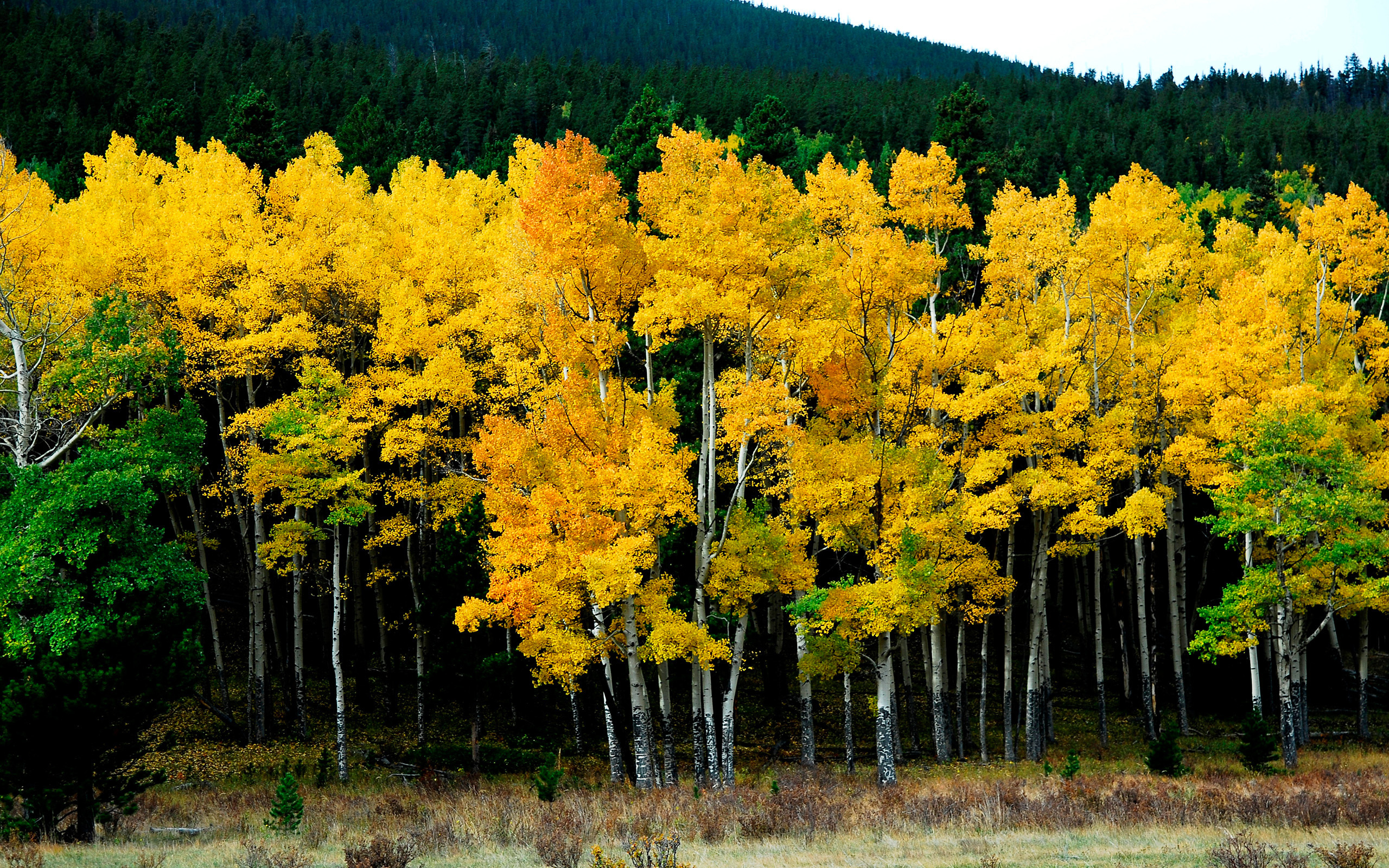 Colorful Fall Field Forest Grass Landscape Photography Sky Tree Wilderness Wood Yellow 2560x1600