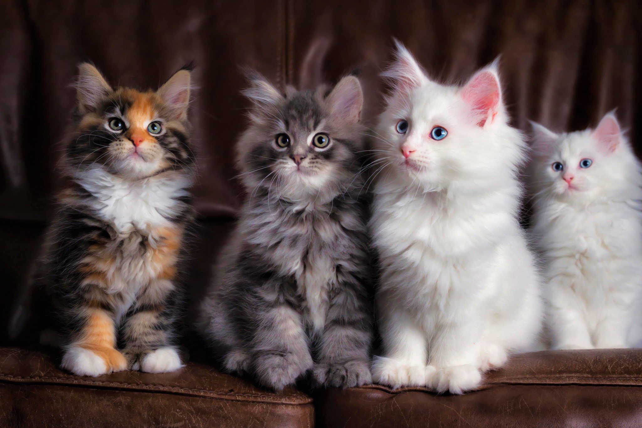 Baby Animal Cat Cute Fluffy Kitten Pet 2048x1365