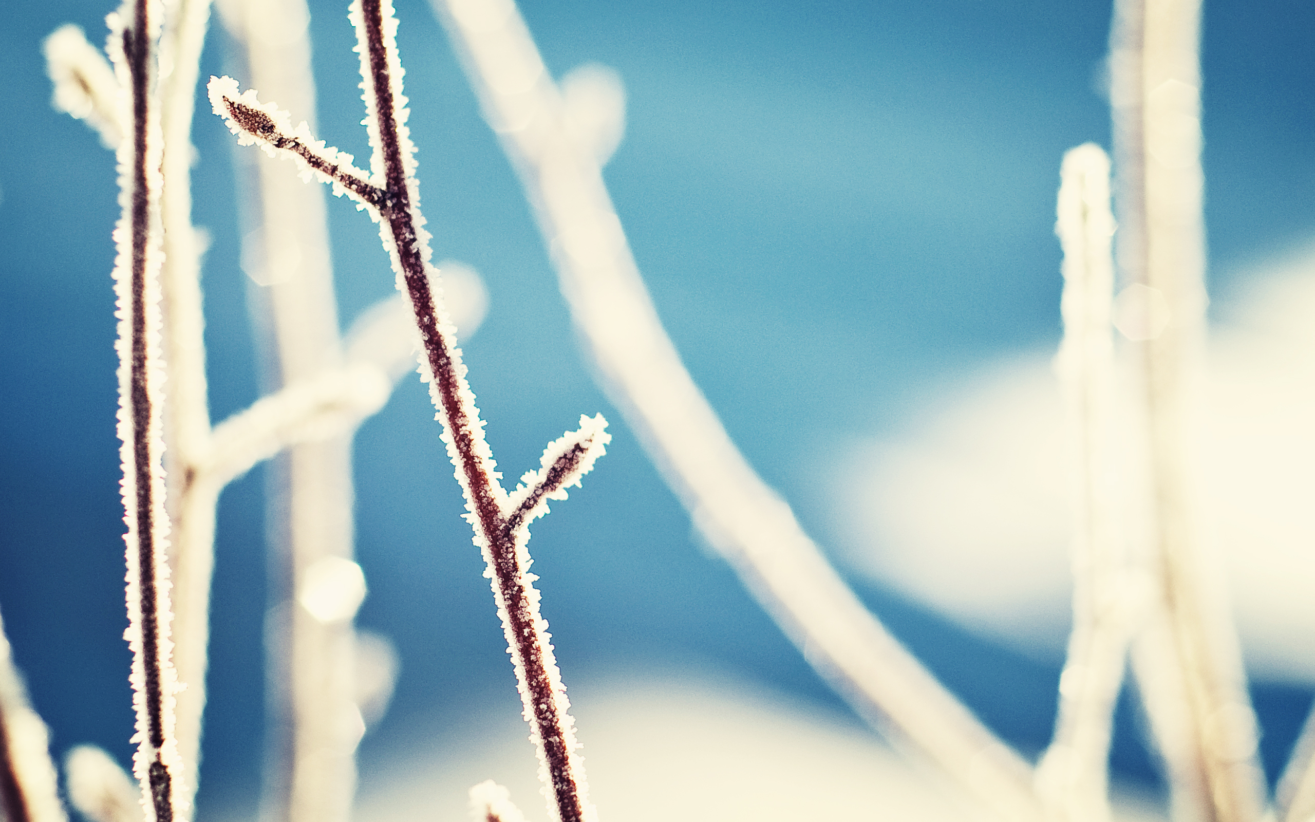Frost 2560x1600