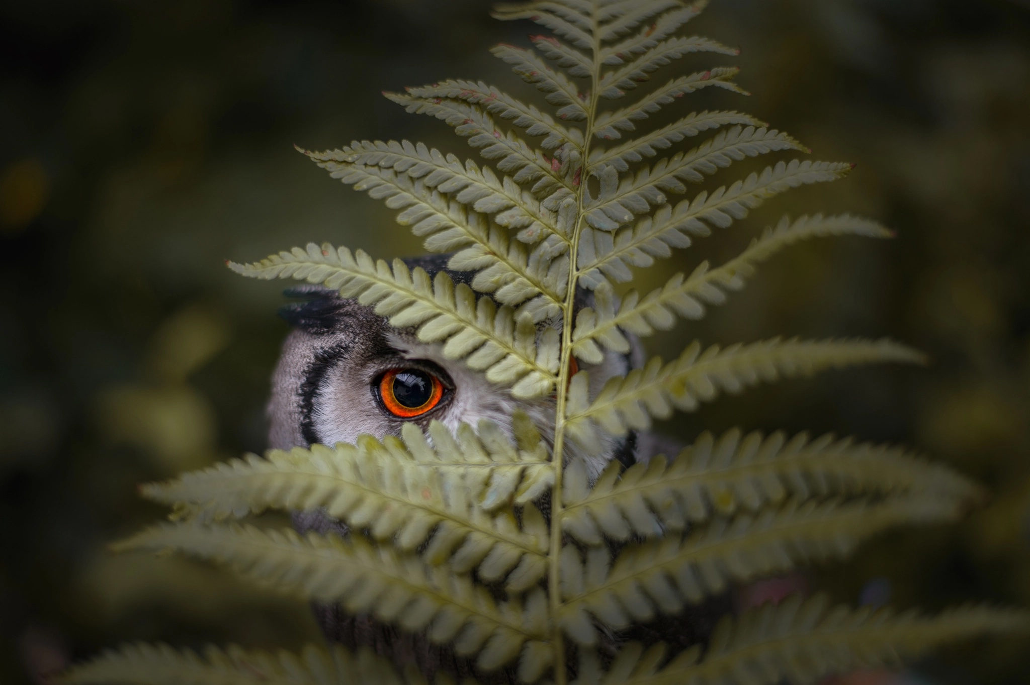 Bird Fern Owl Wildlife 2048x1363