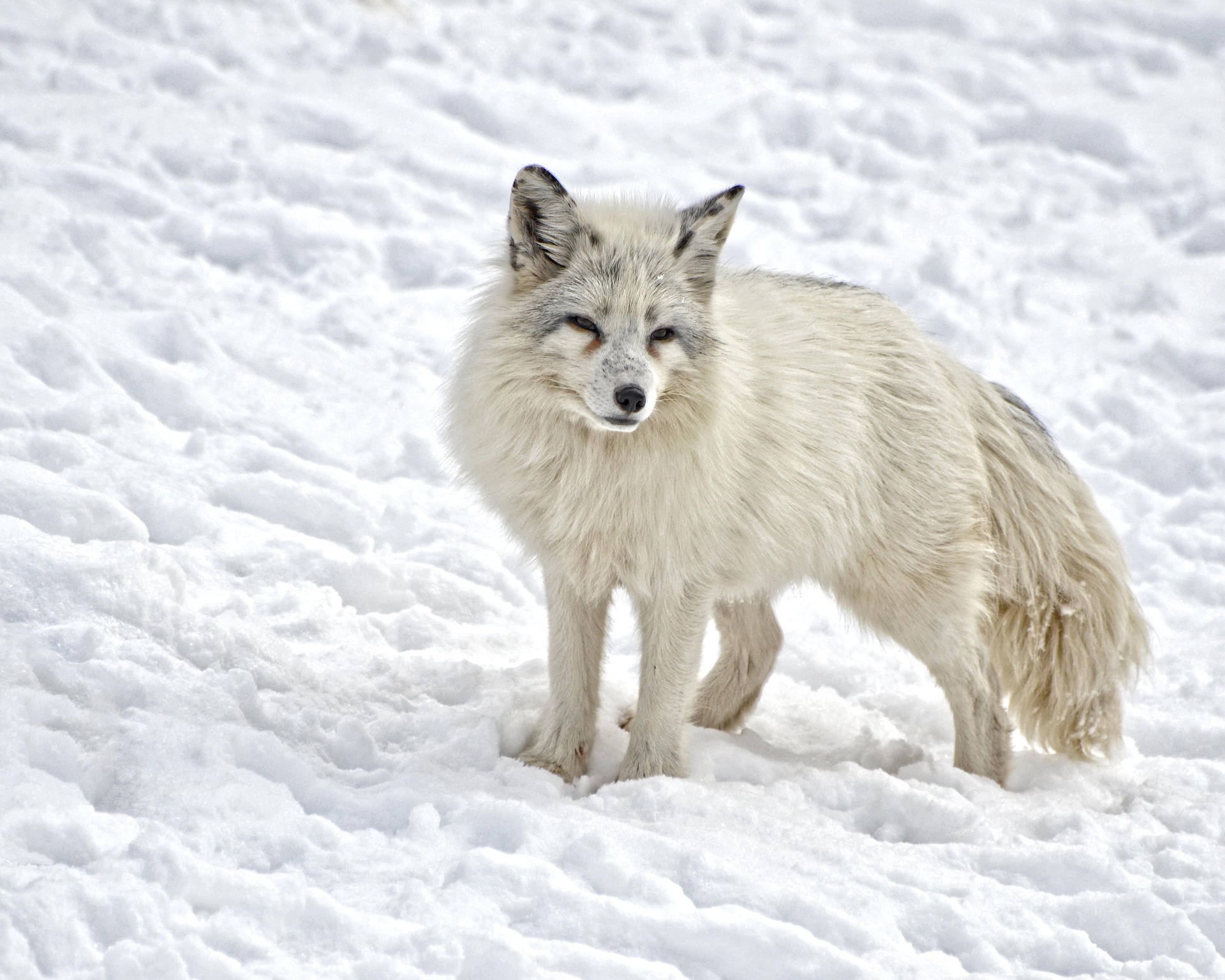 Arctic Fox Fox Snow Wildlife 1920x1536