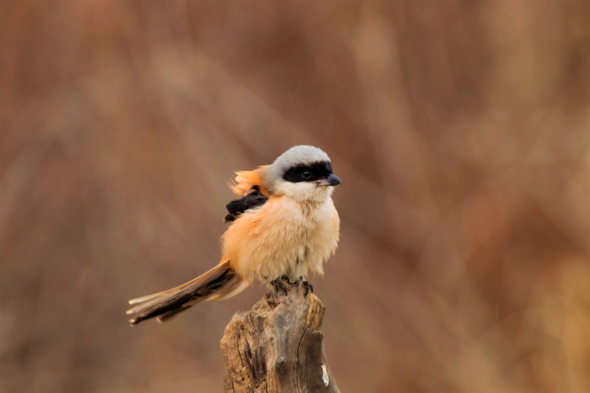 Bird Loggerhead Shrike 2048x1365