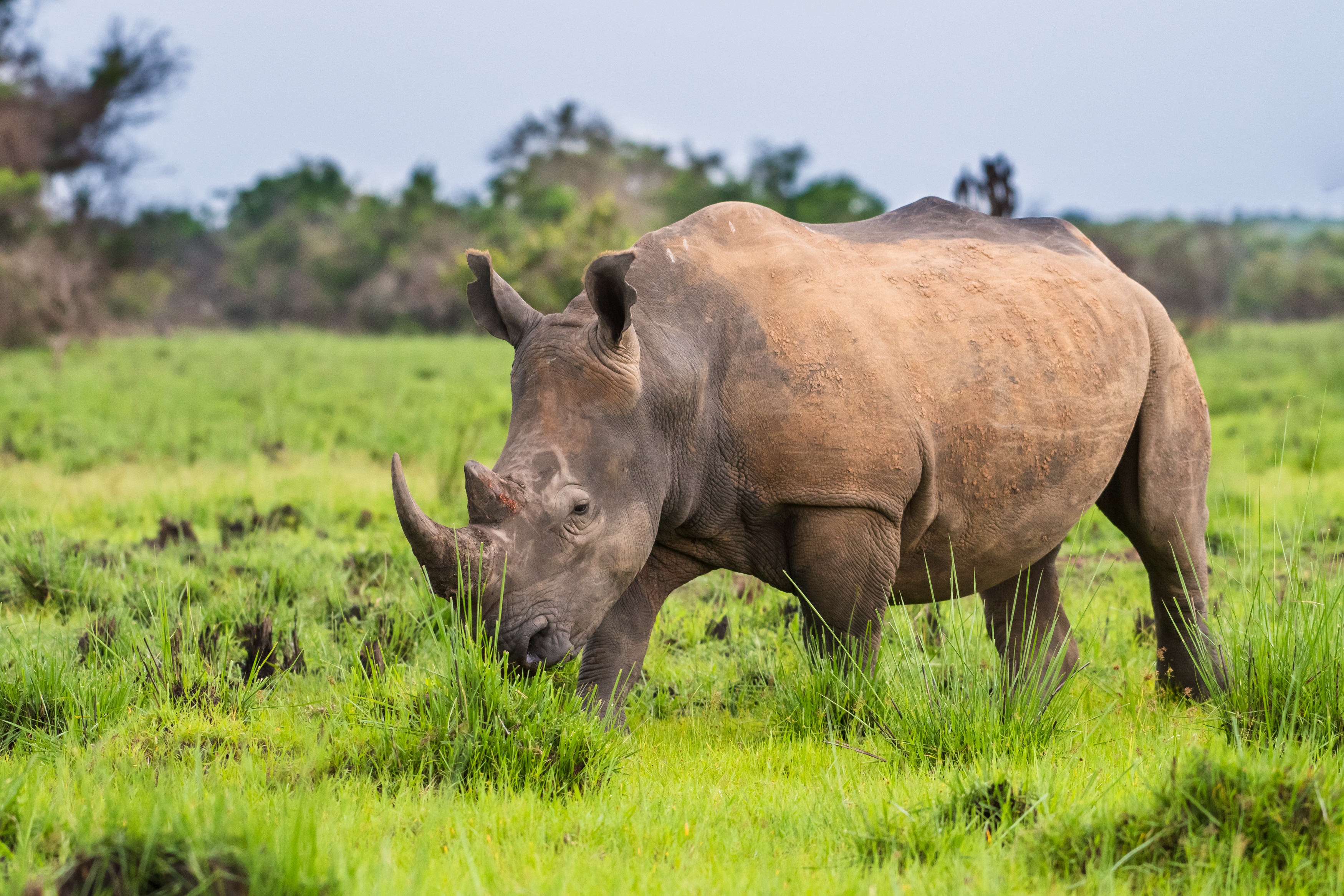 Depth Of Field Grass Rhino Wildlife 3500x2333