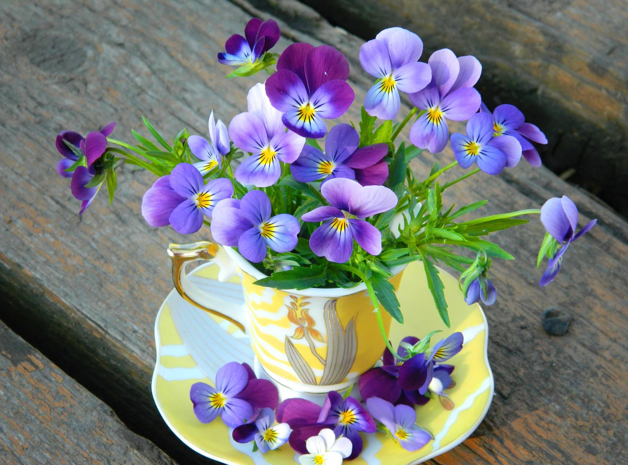 Flower Pansy Purple Flower Still Life Teacup 2048x1517