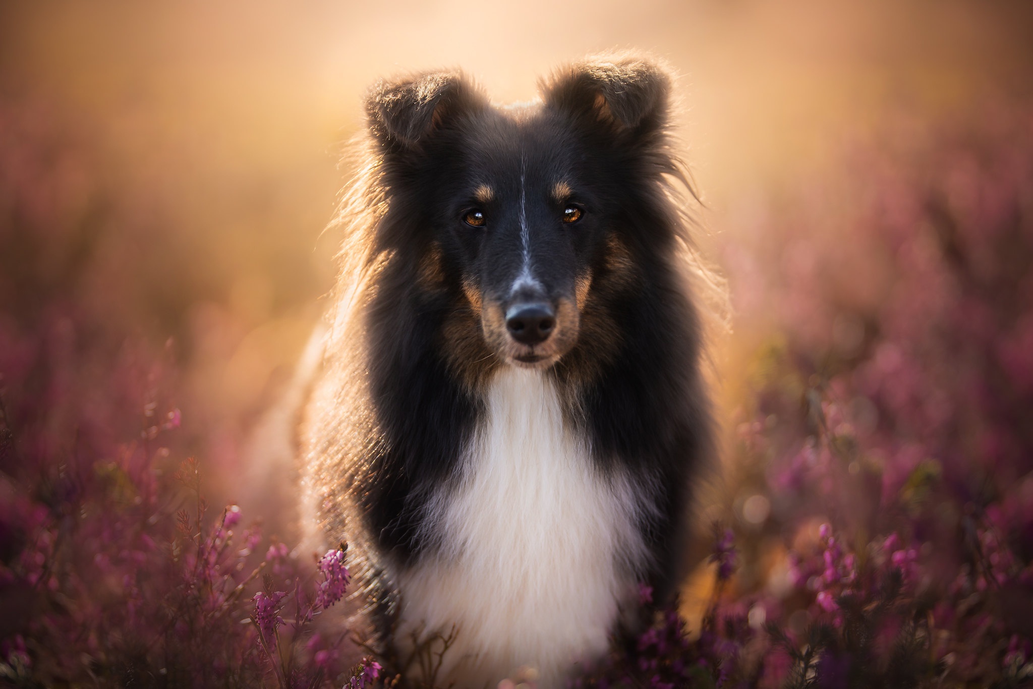 Dog Flower Pet Shetland Sheepdog Stare 2048x1366