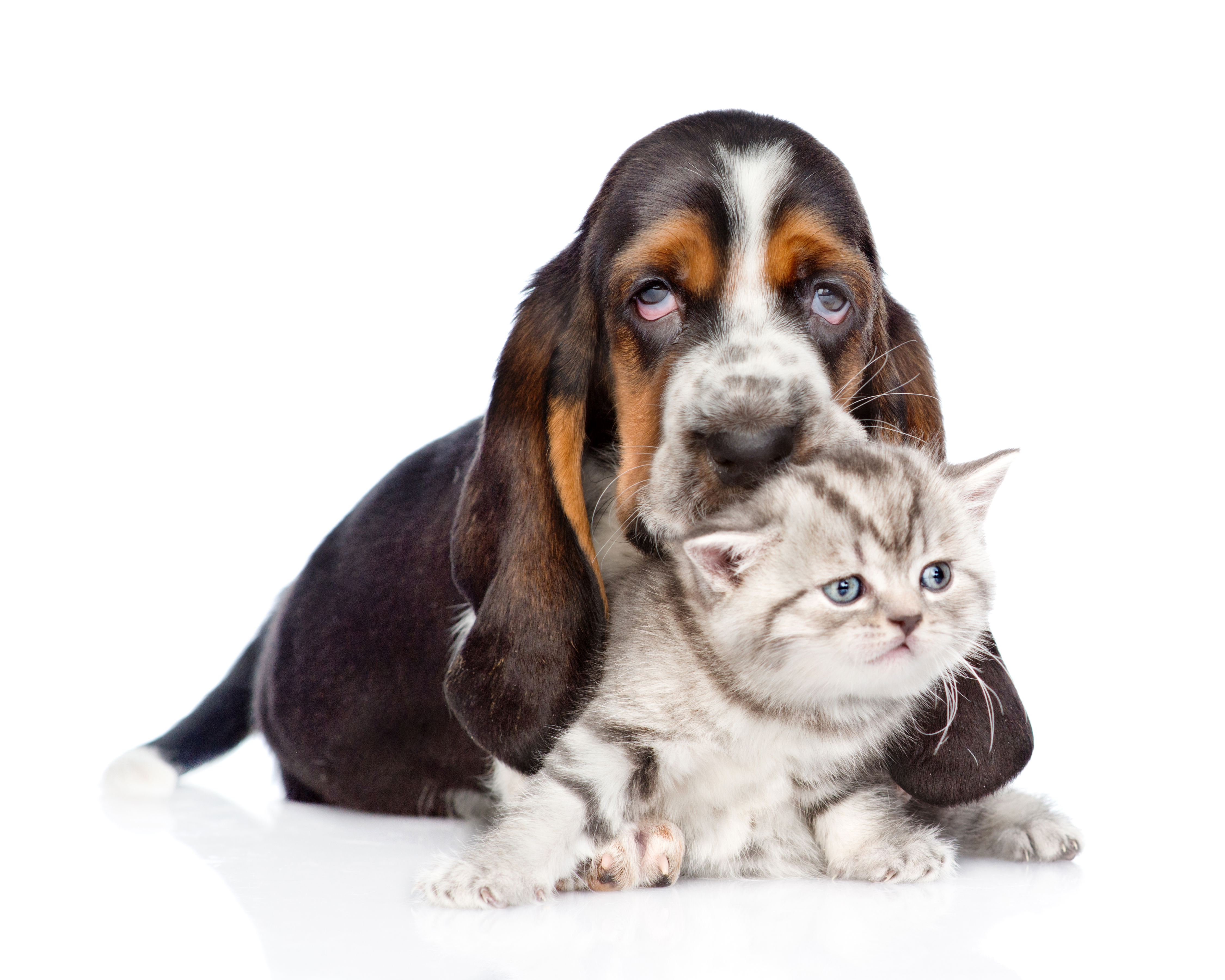 Animal Basset Hound Dog Kitten 4500x3600