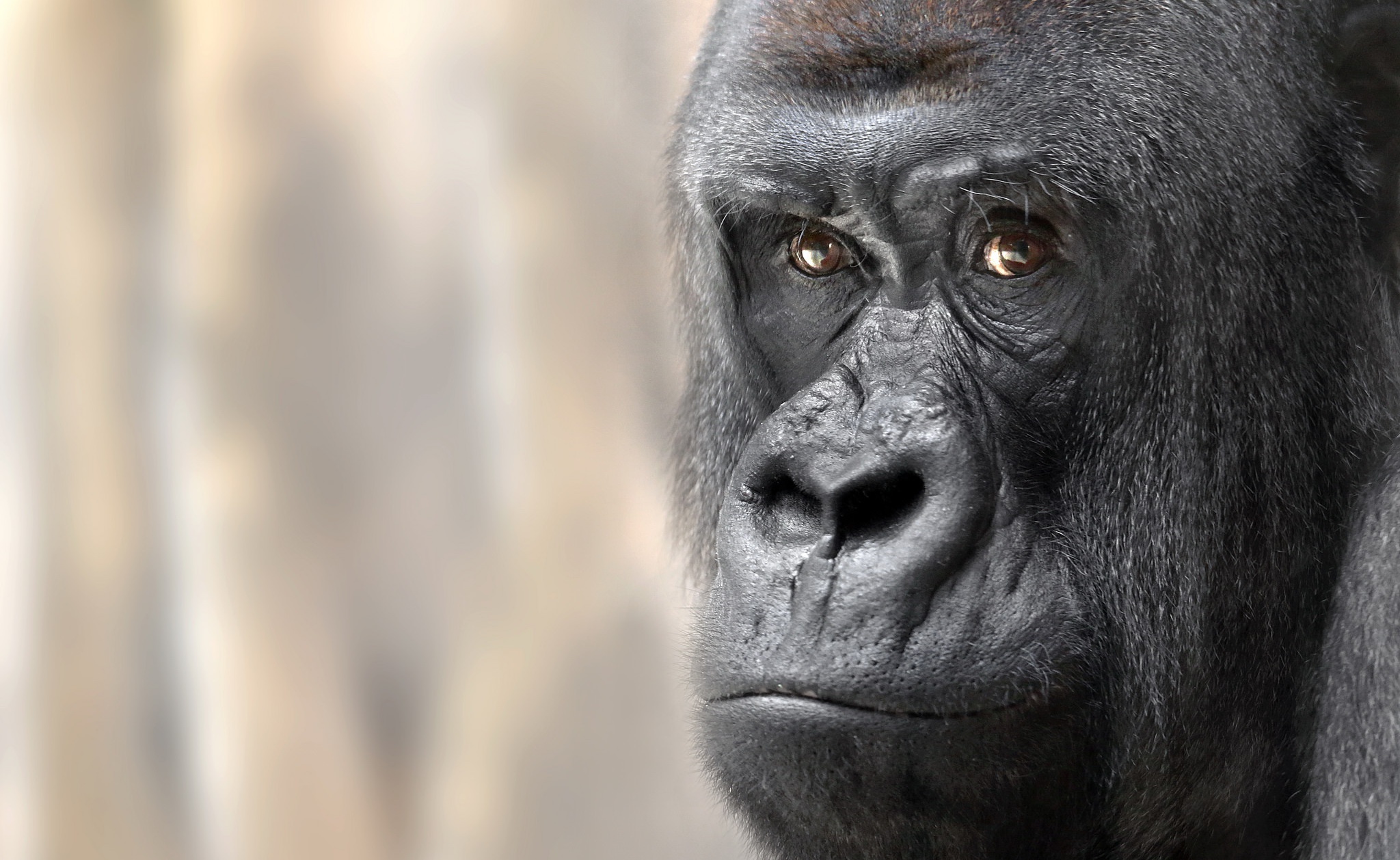 Close Up Face Gorilla Monkey Primate 2048x1258
