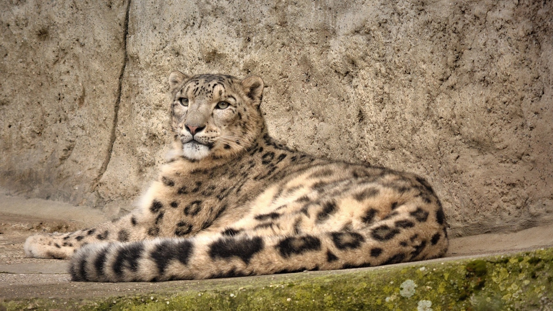 Big Cat Snow Leopard Predator Animal 1920x1080
