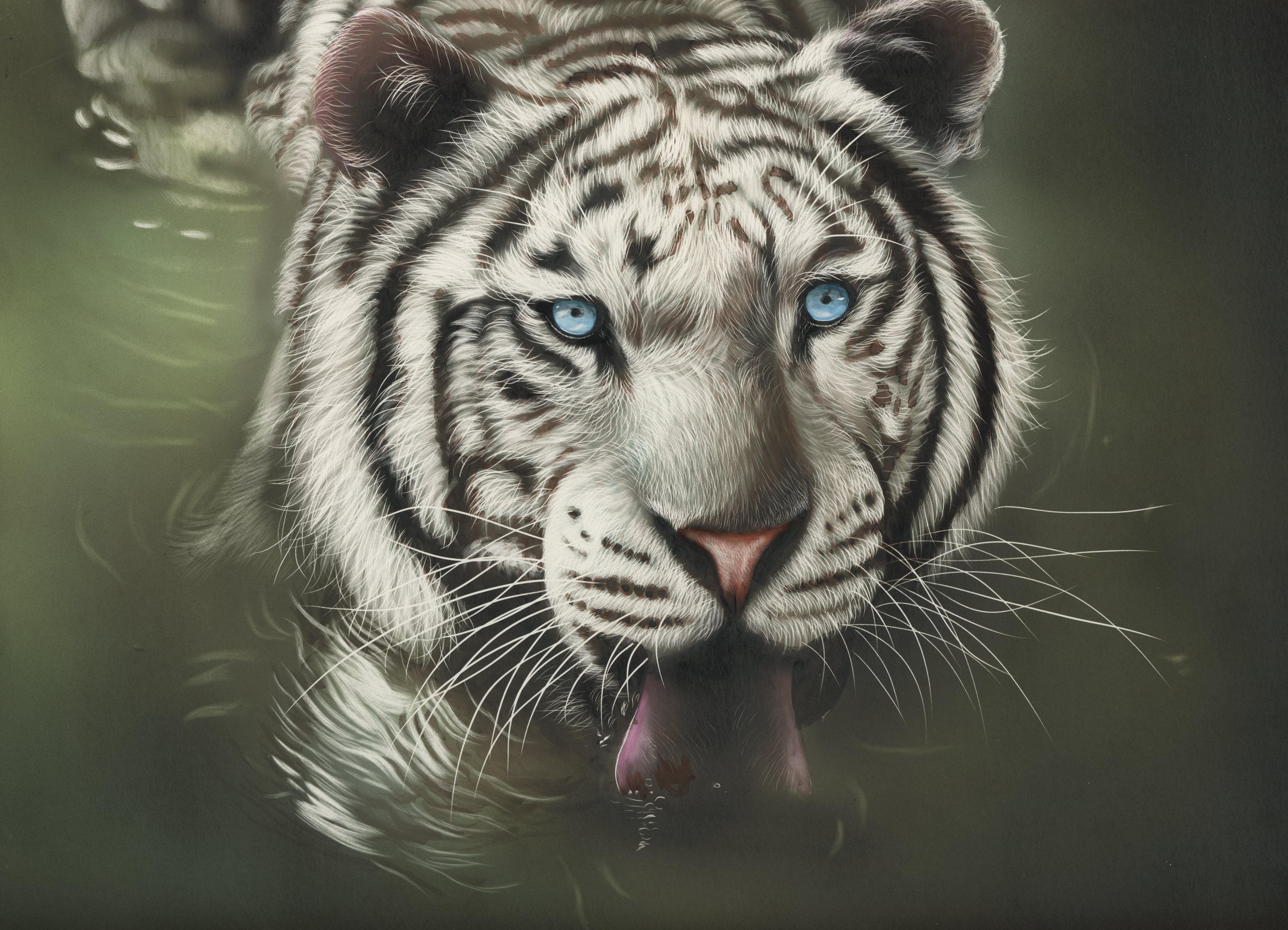 Artistic Big Cat Blue Eyes Water White Tiger Predator Animal 3456x2496