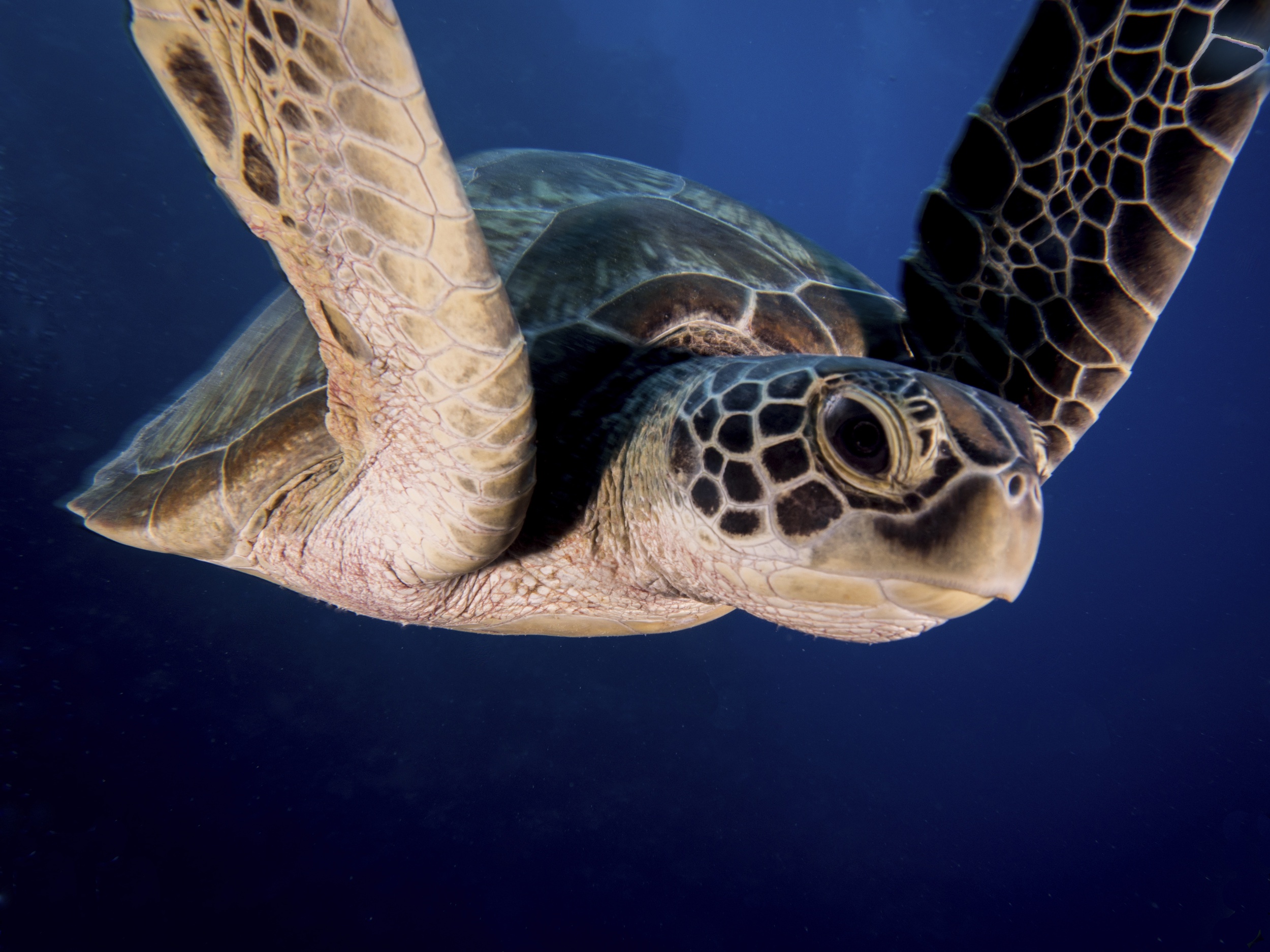 Sea Life Turtle Underwater 2500x1875