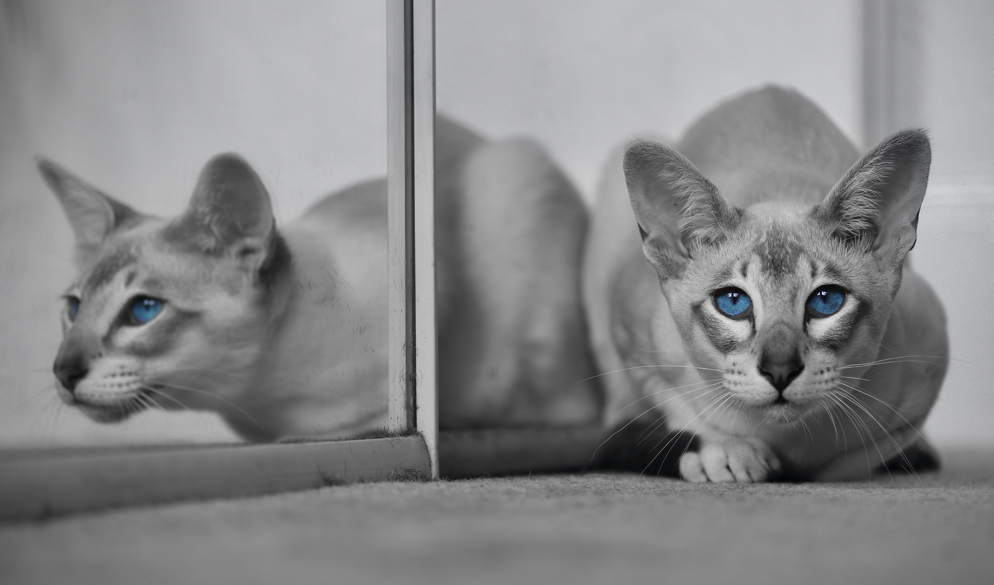 Cat Pet Reflection Selective Color 4000x2356