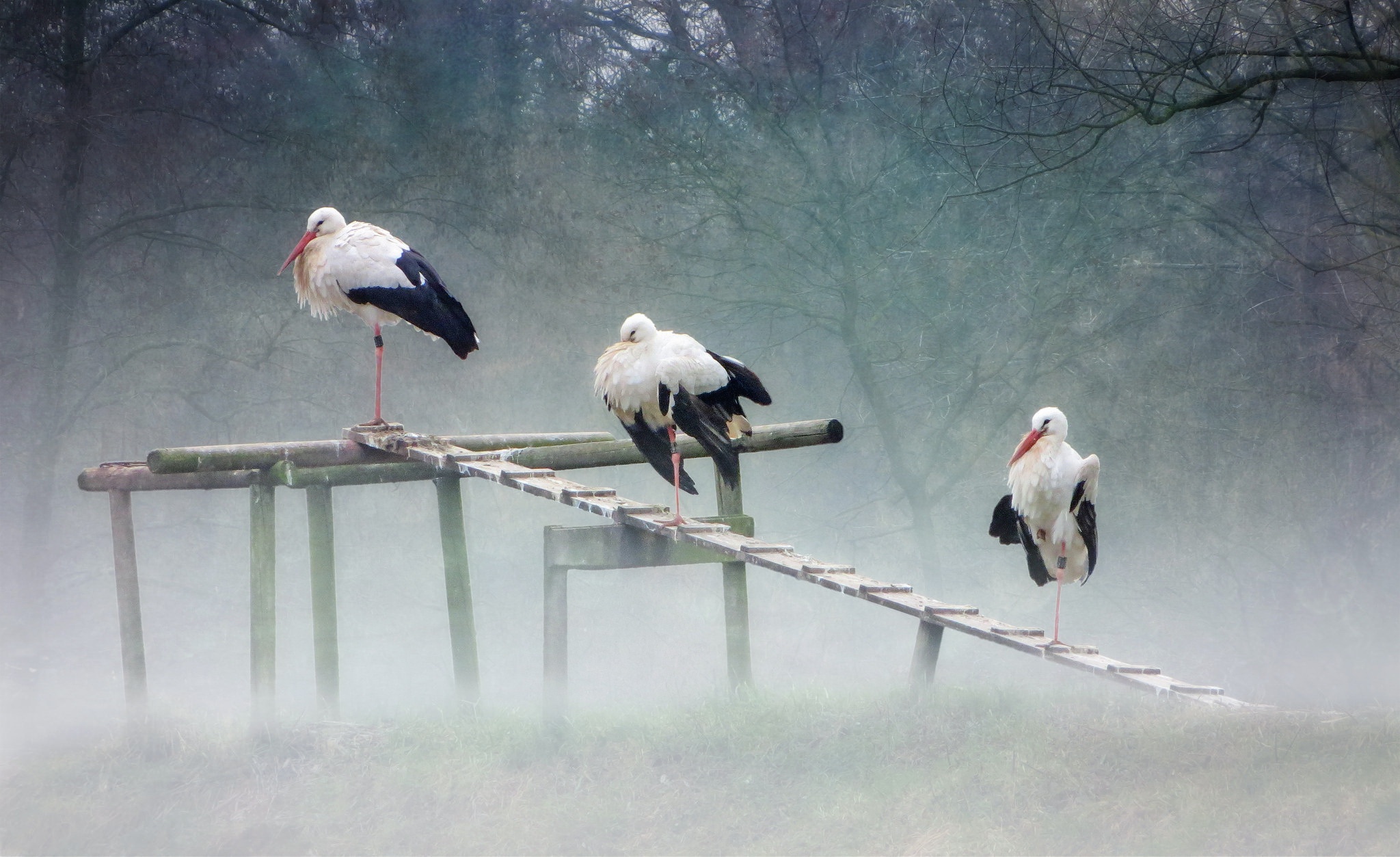 Animal Bird Stork 2048x1253