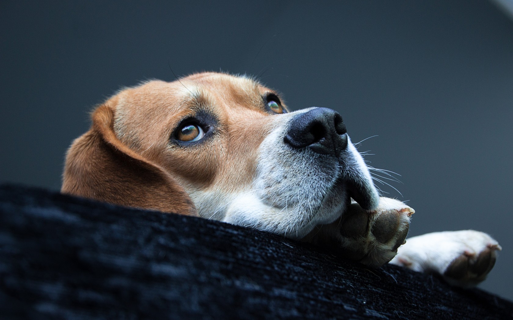 Animal Beagle 1680x1050
