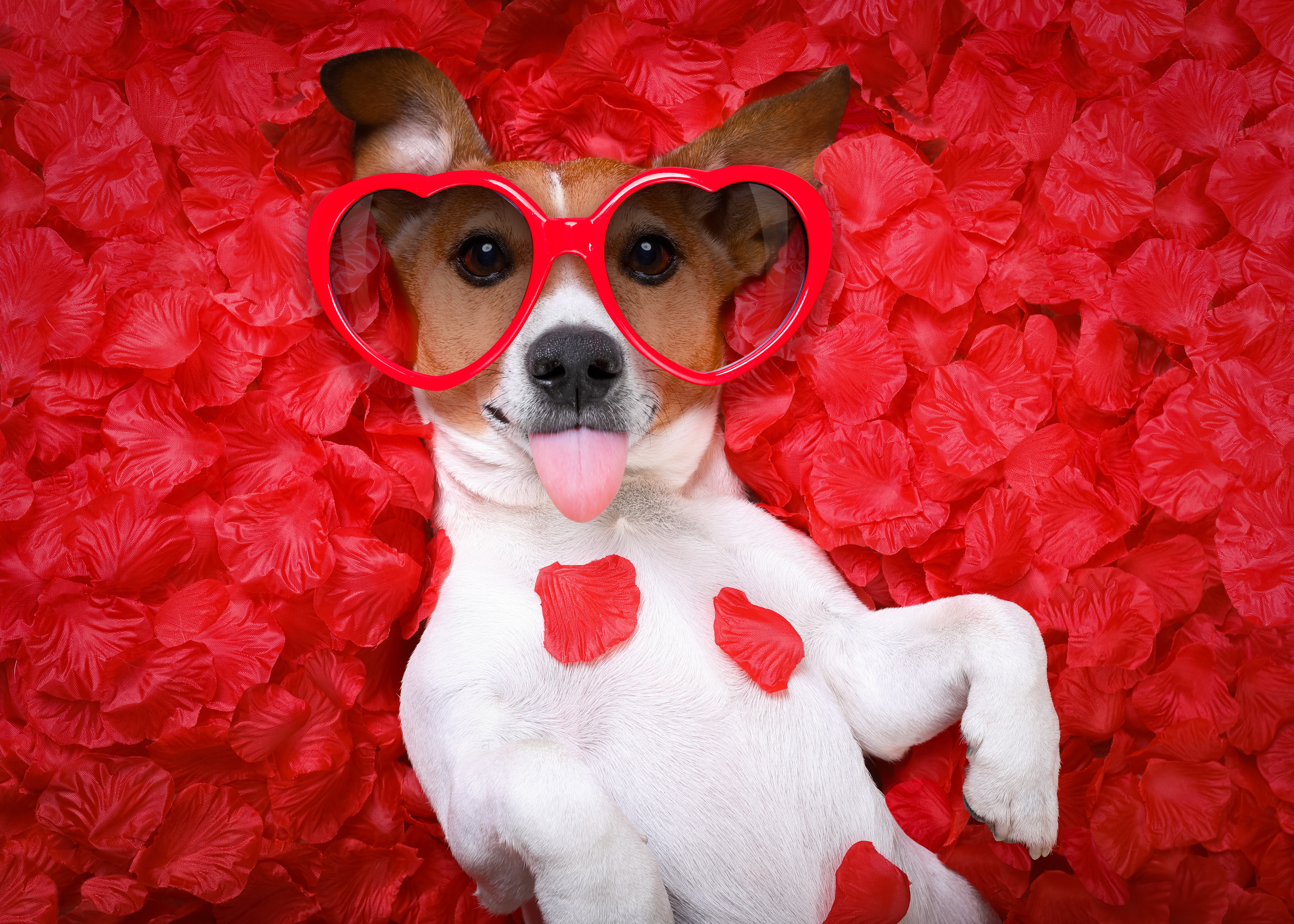 Dog Heart Love Petal Rose 5970x4264