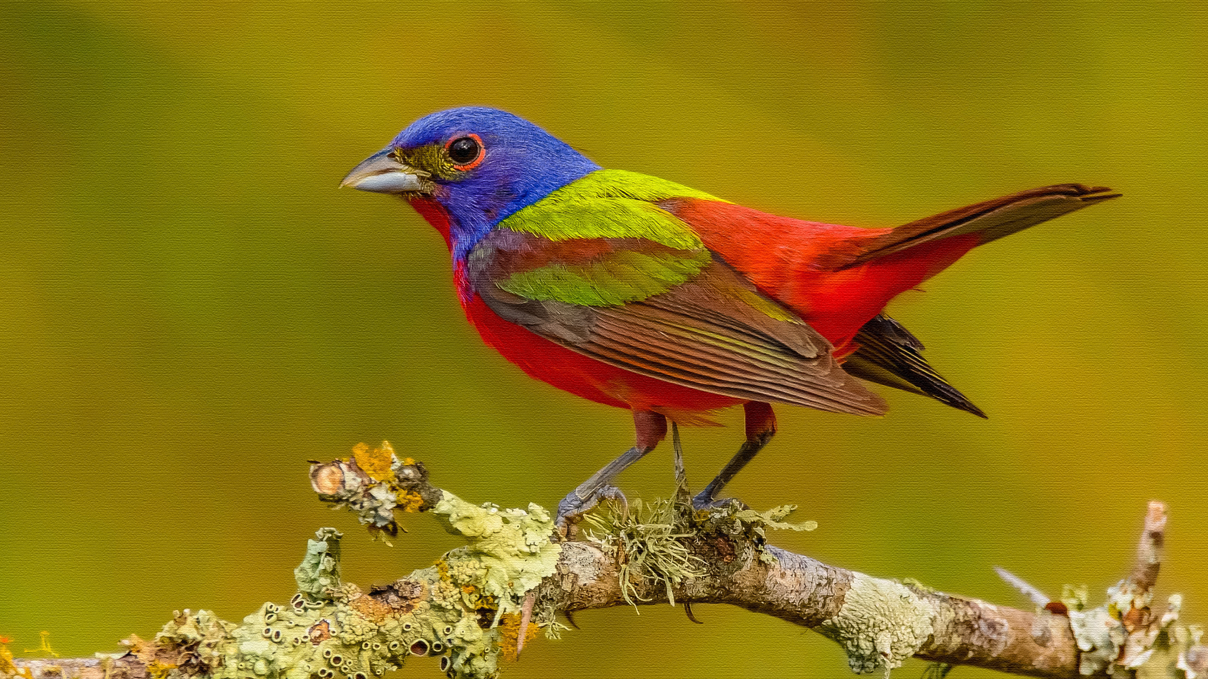 Artistic Bird Colors Painted Bunting Passerine 3840x2160