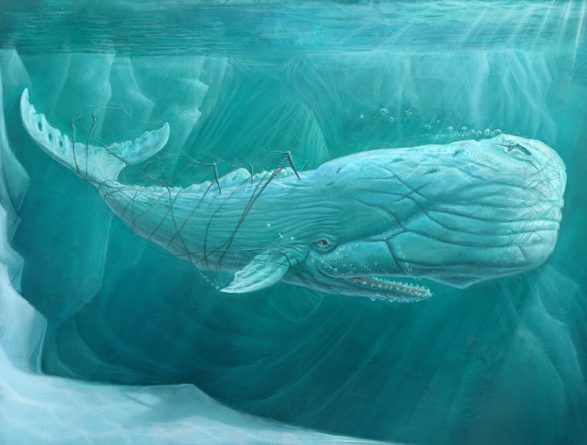 Underwater Whale 2000x1516