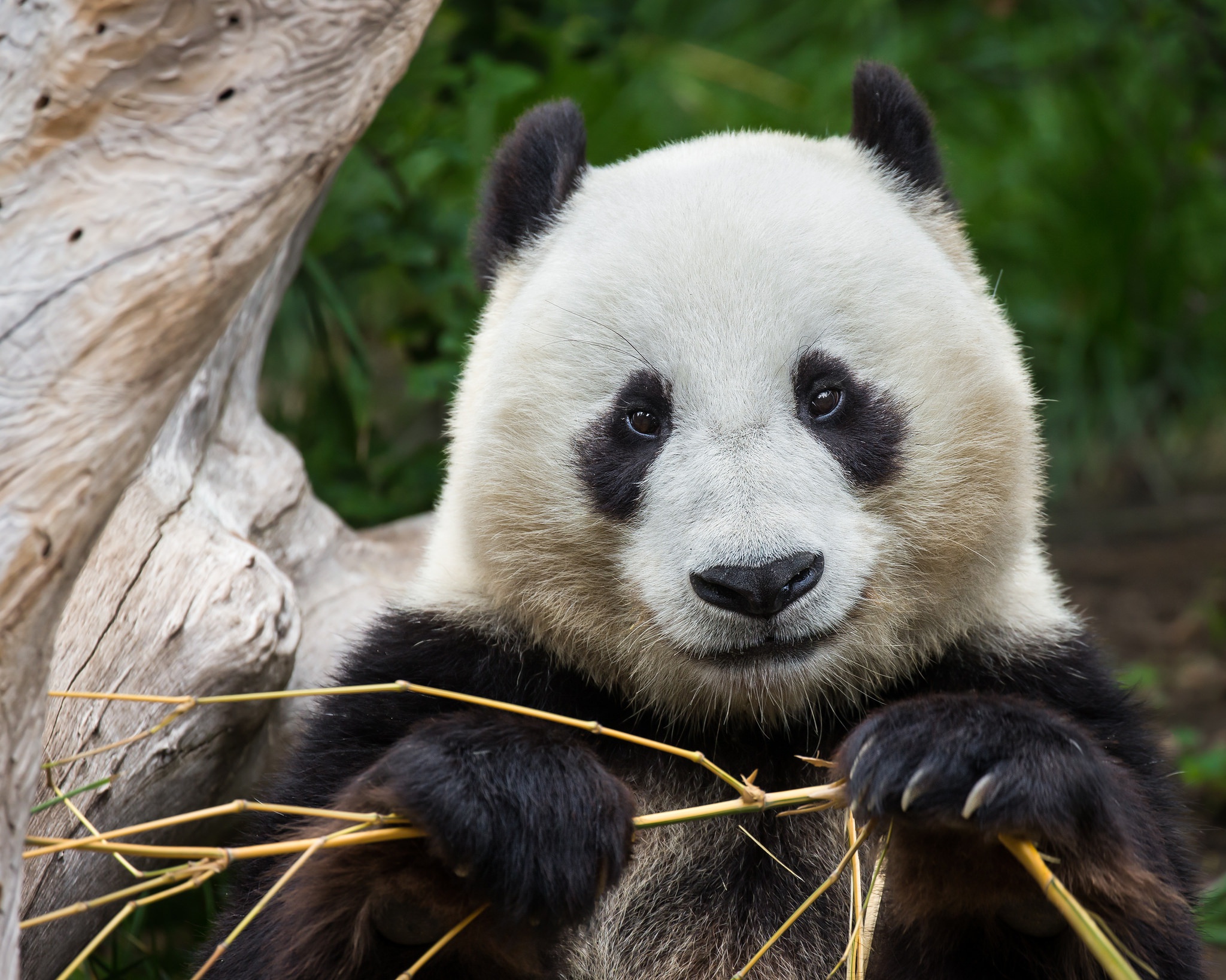 Панда. Панда Bamboo. Панда на бамбуке. Большая бамбуковая Панда. Панда фото.