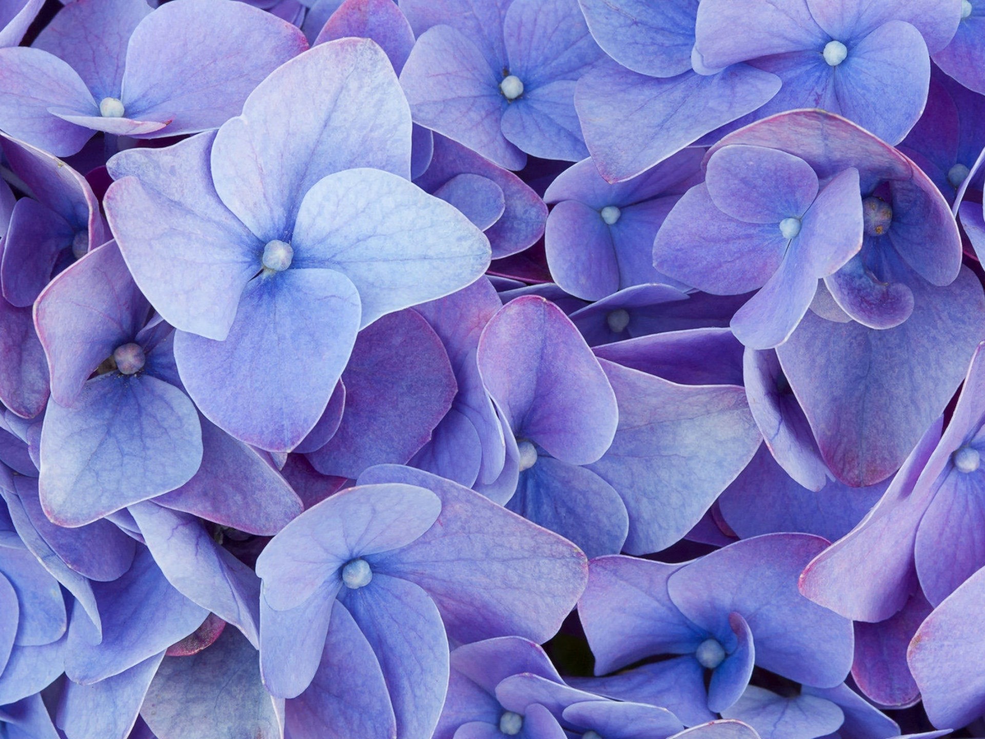 Earth Hydrangea Purple Flower 1920x1440