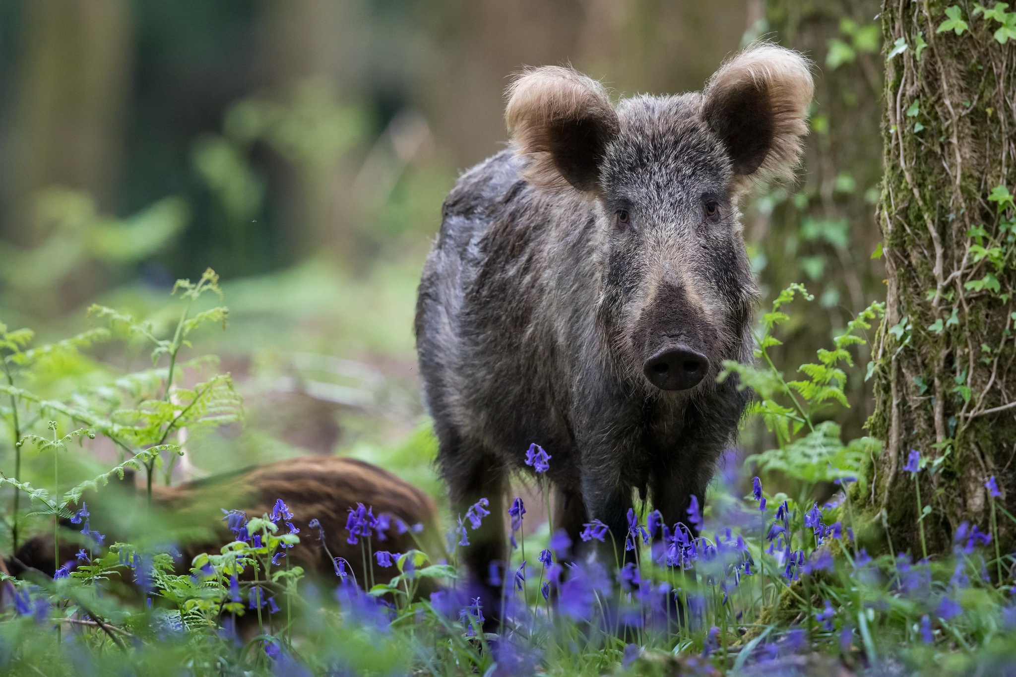 Boar Wildlife 2048x1365