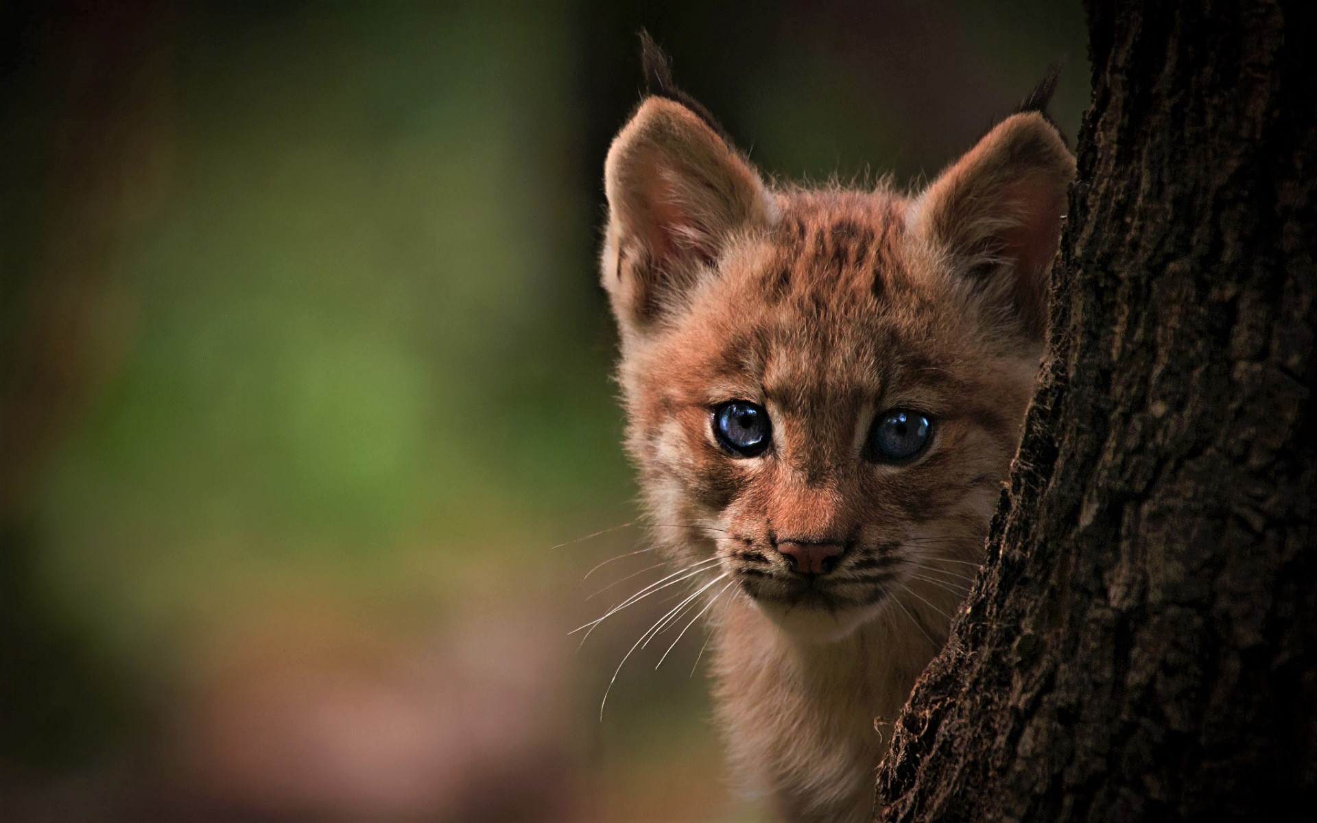 Bobcat Cute 1920x1200