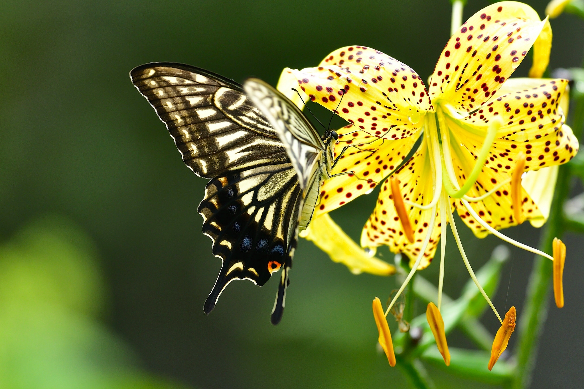 Butterfly Flower Insect Lily 2048x1365
