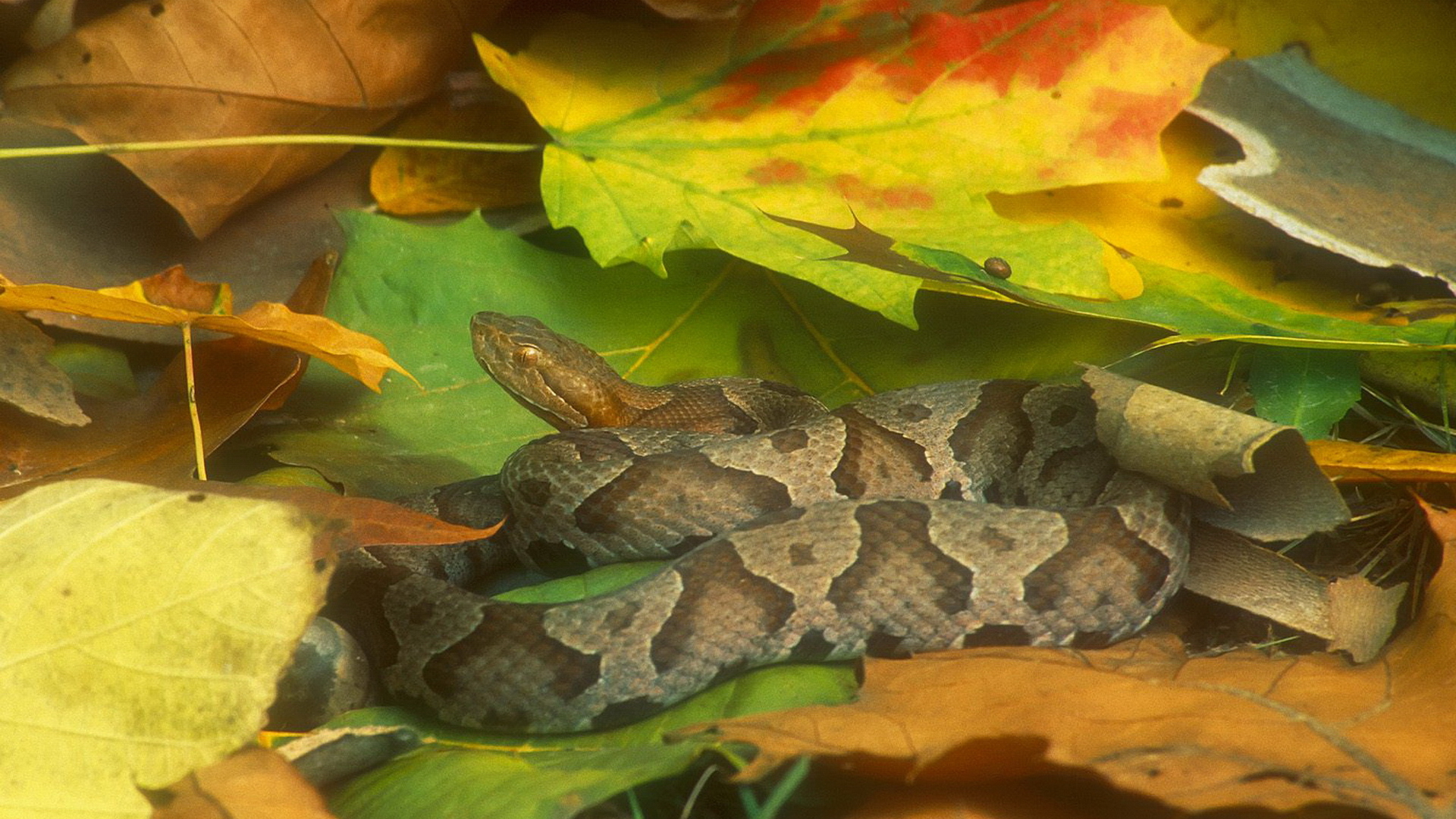 Animal Leaf Reptile Snake 1920x1080